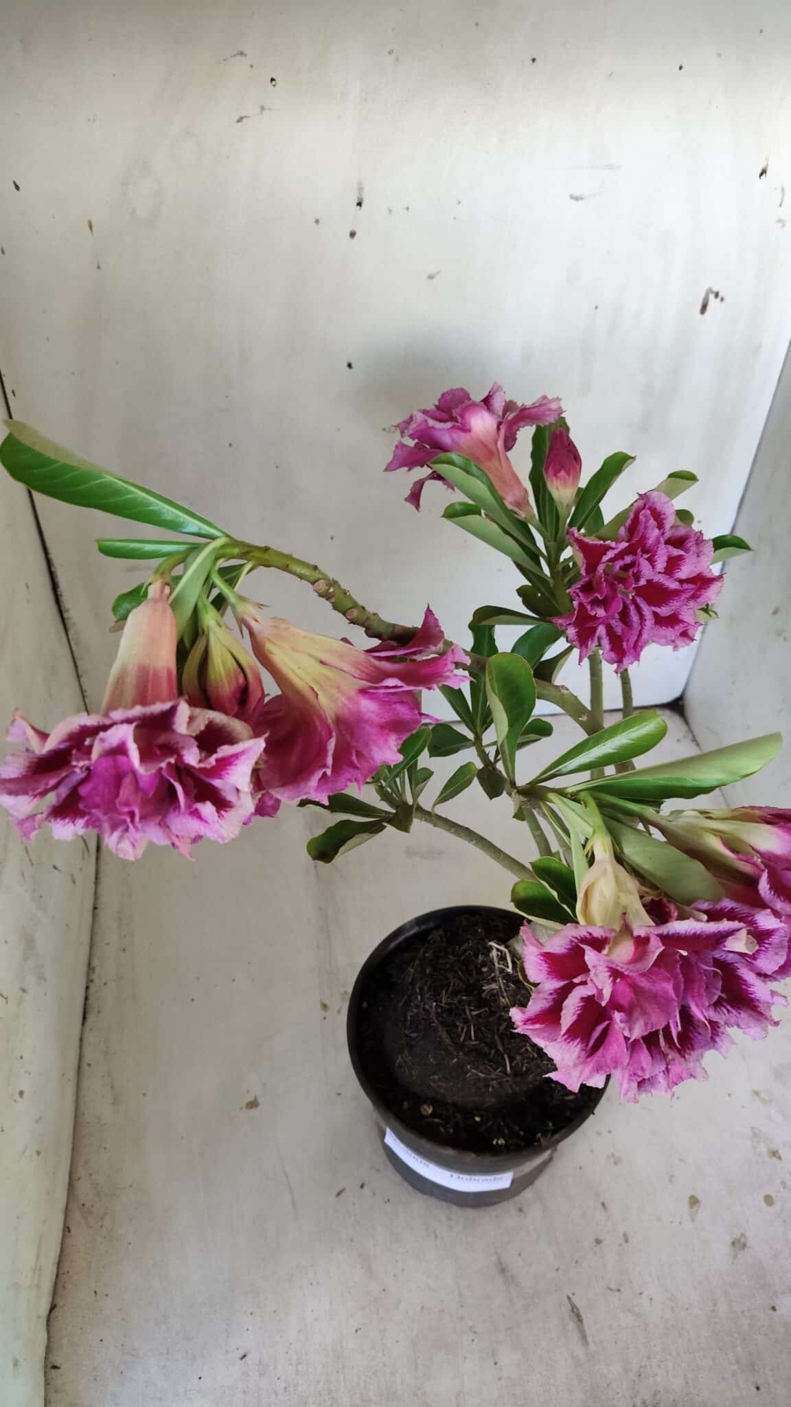 Planta Dobrada 3008 – 35cm – 03 anos