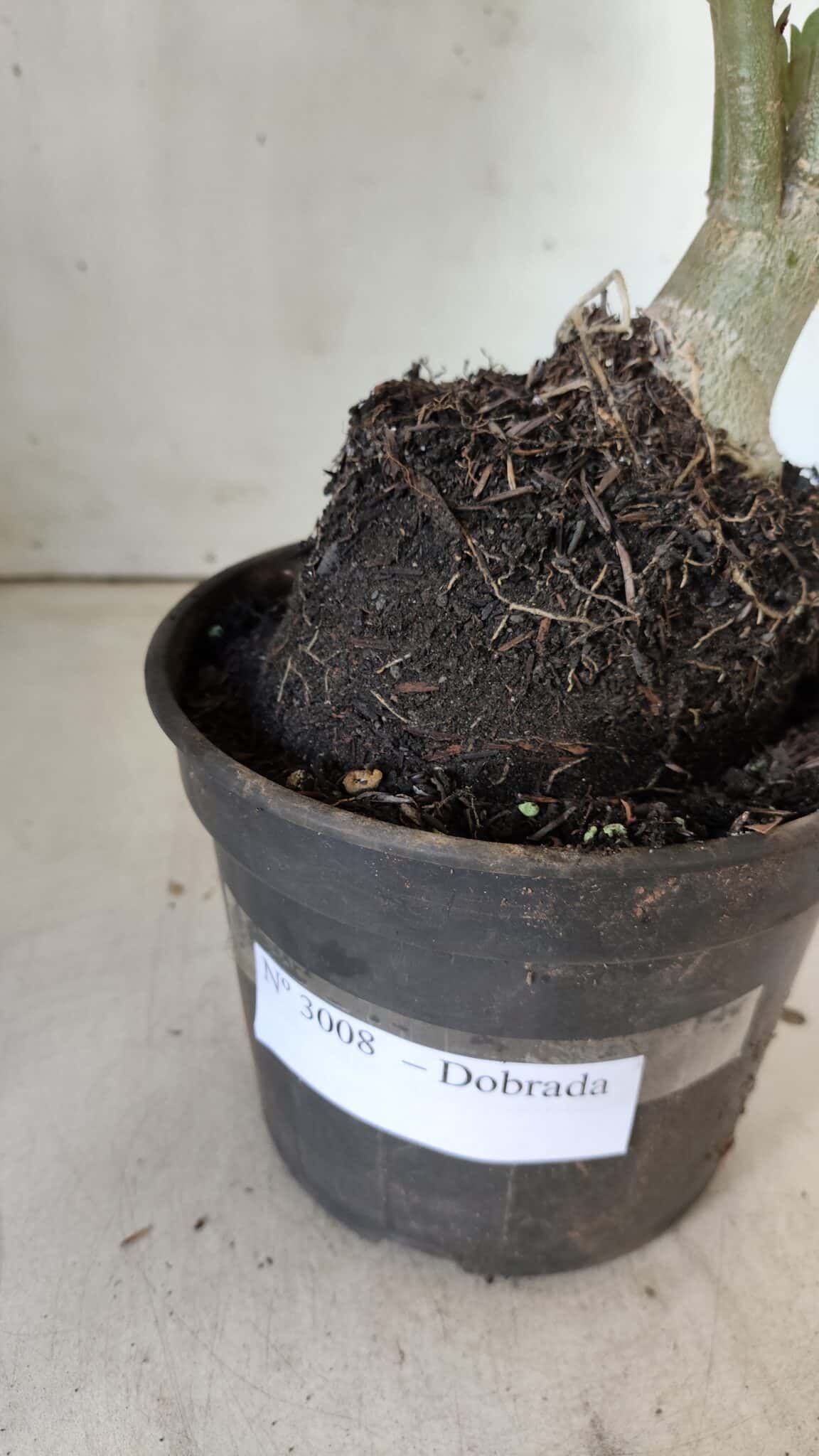 Planta Dobrada 3008 – 35cm – 03 anos