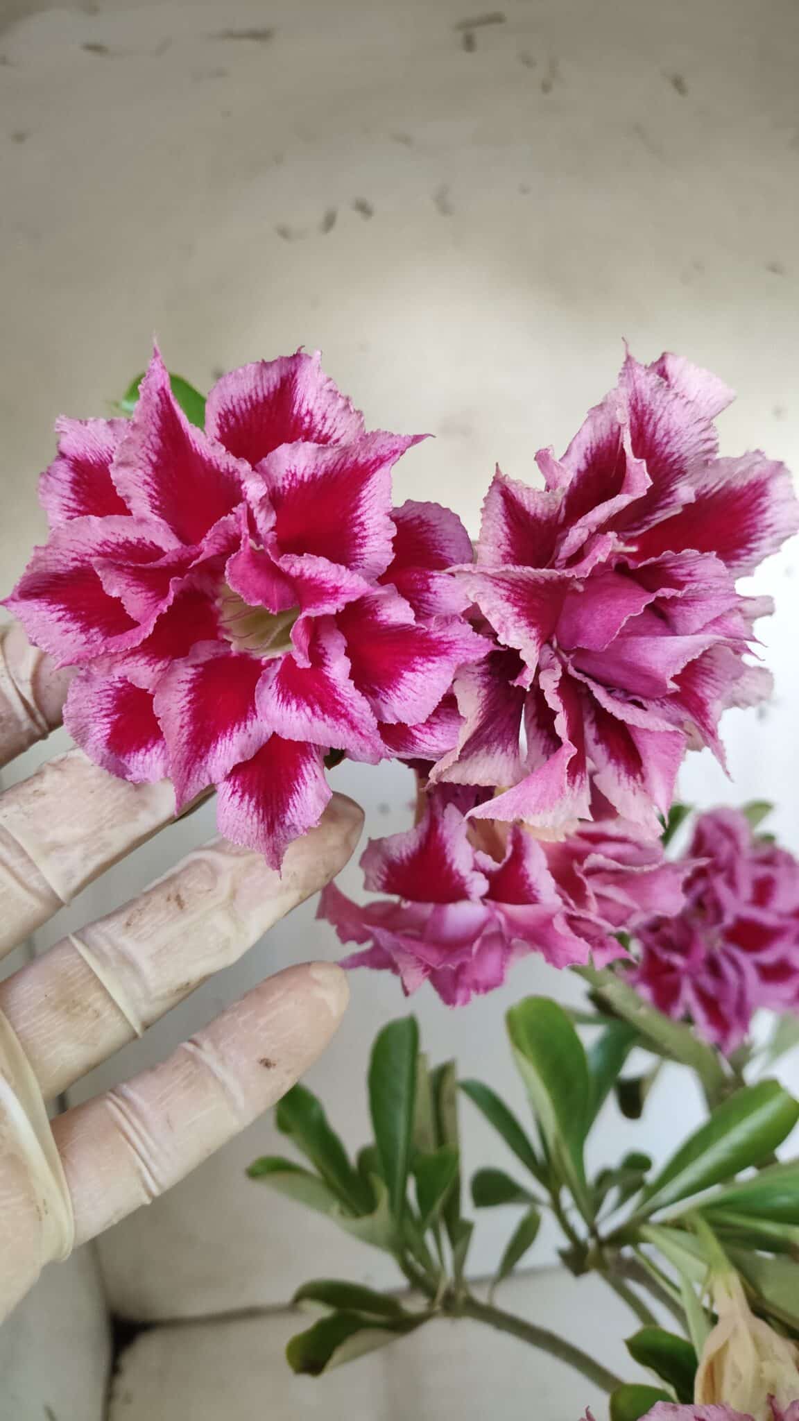 Planta Dobrada 3008 – 35cm – 03 anos (cópia)