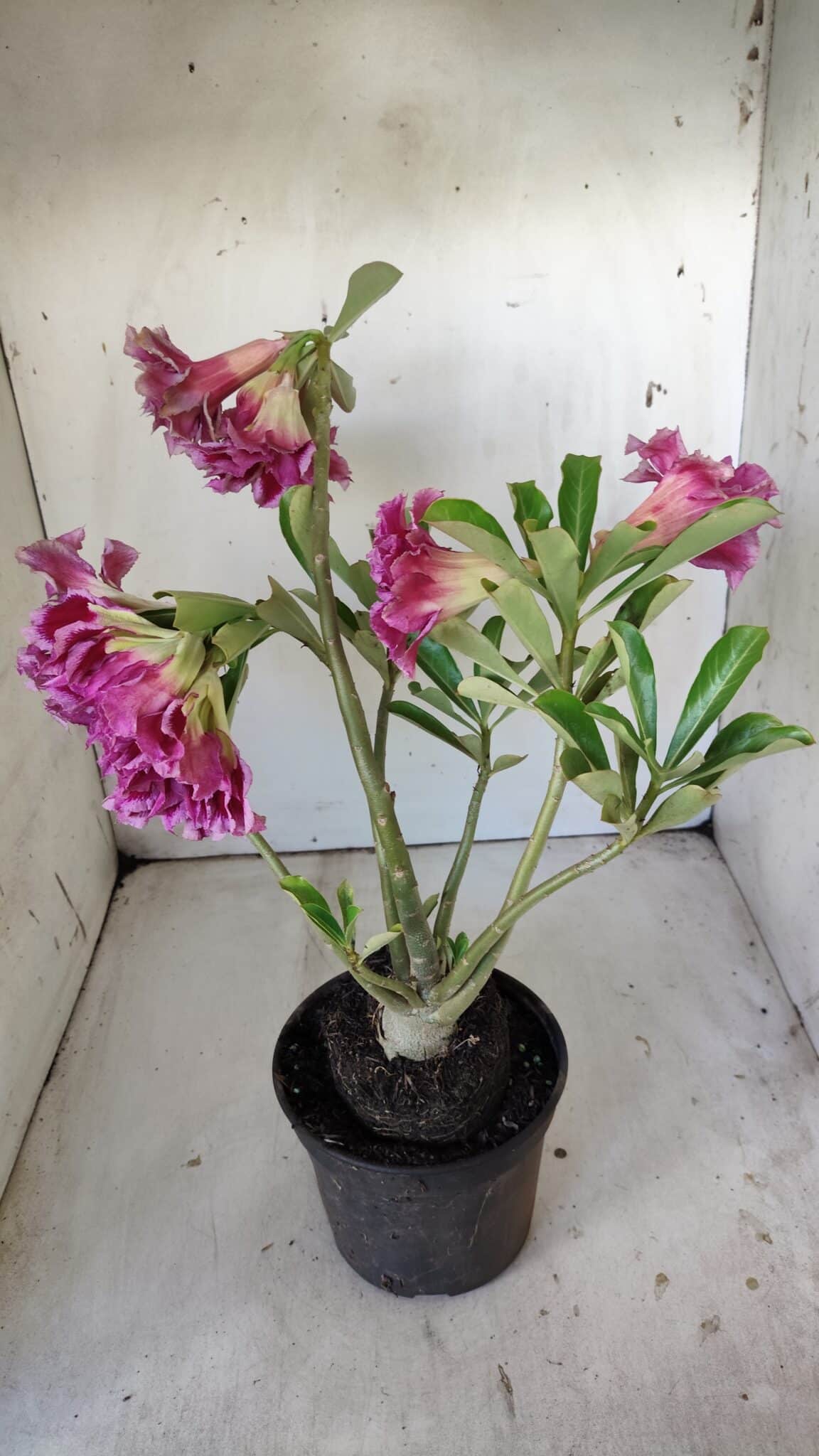 Planta Dobrada 3008 – 35cm – 03 anos
