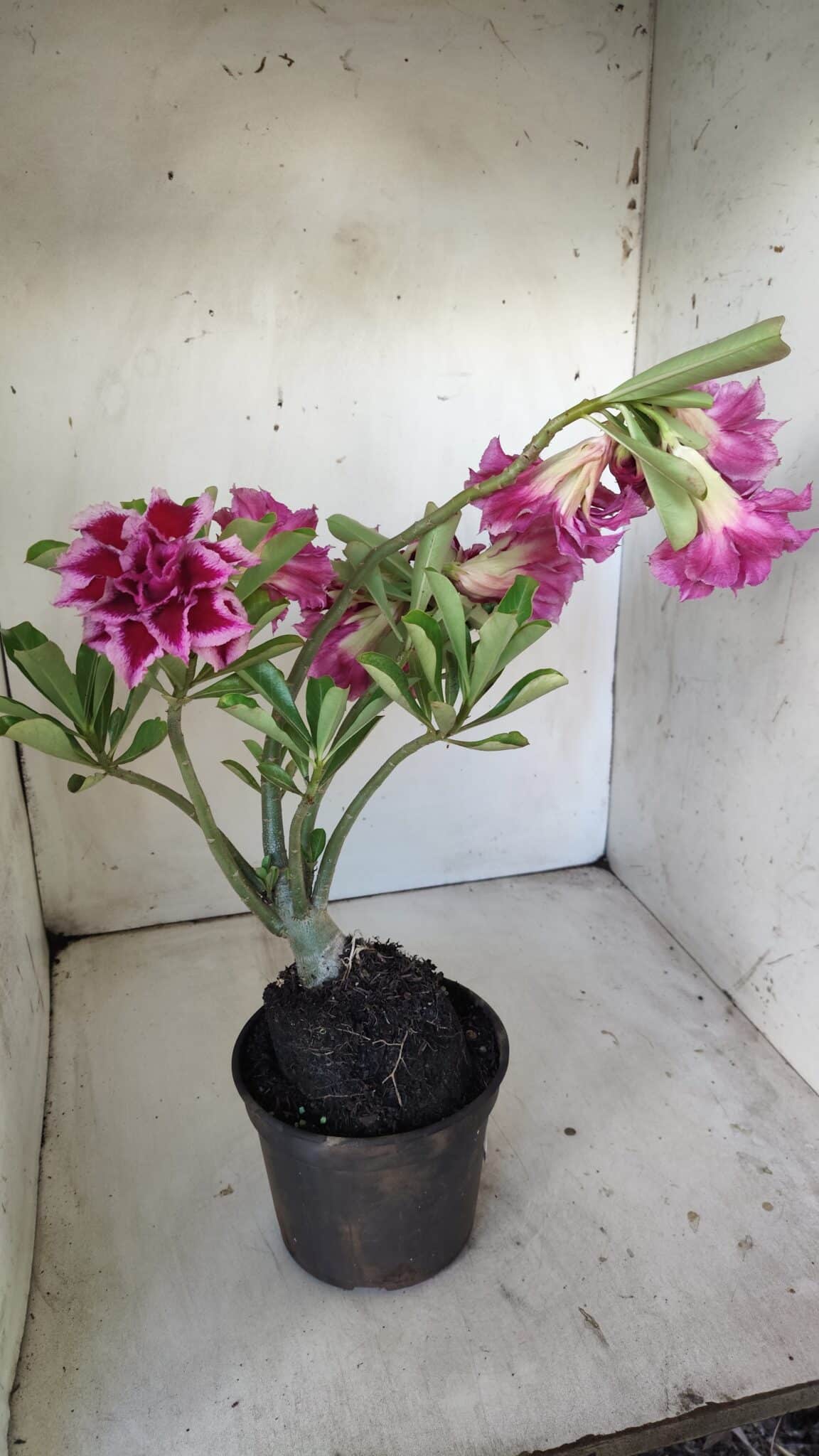 Planta Dobrada 3008 – 35cm – 03 anos
