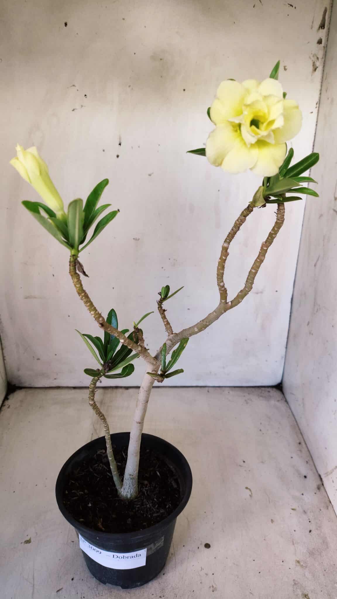Planta Dobrada 3009 – 30cm – 02 anos
