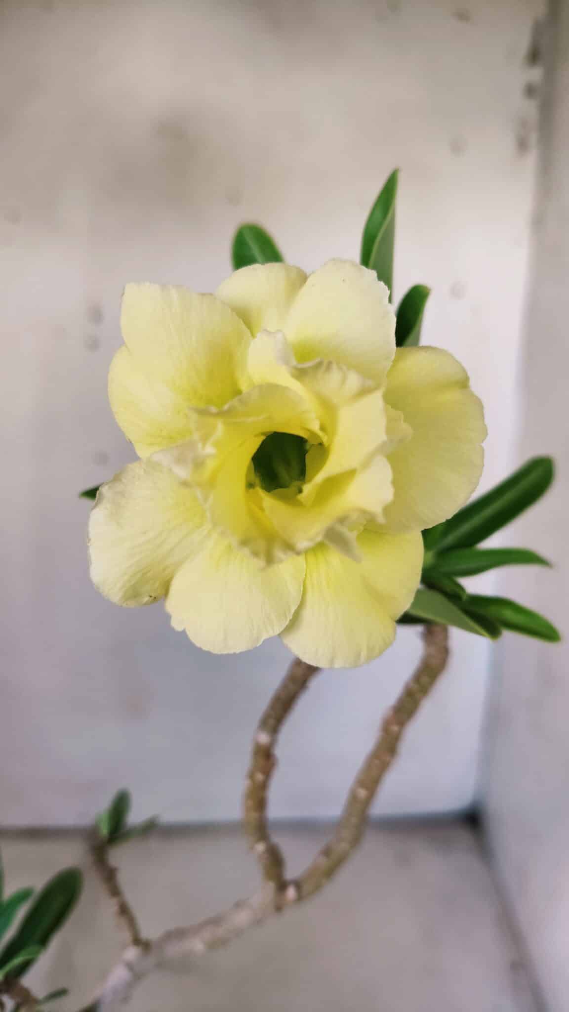 Planta Dobrada 3009 – 30cm – 02 anos