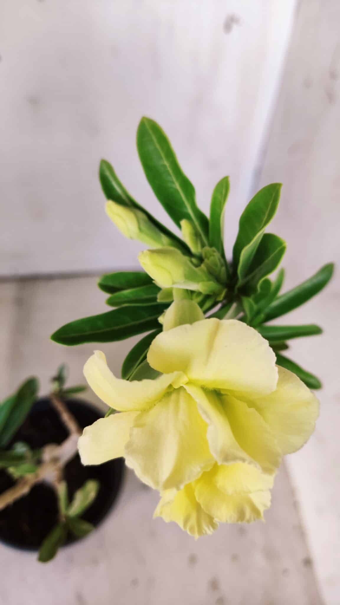 Planta Dobrada 3009 – 30cm – 02 anos