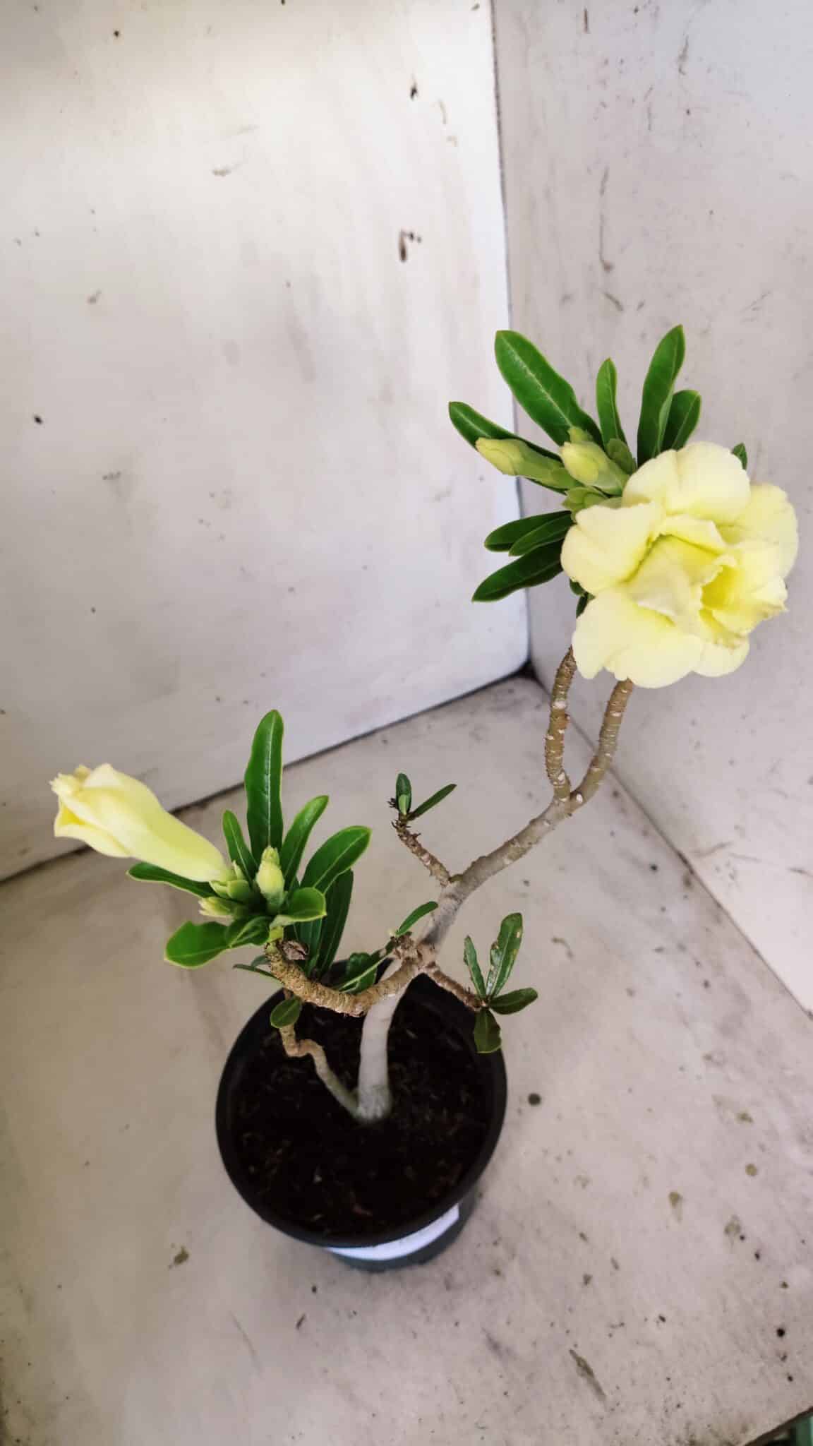 Planta Dobrada 3009 – 30cm – 02 anos