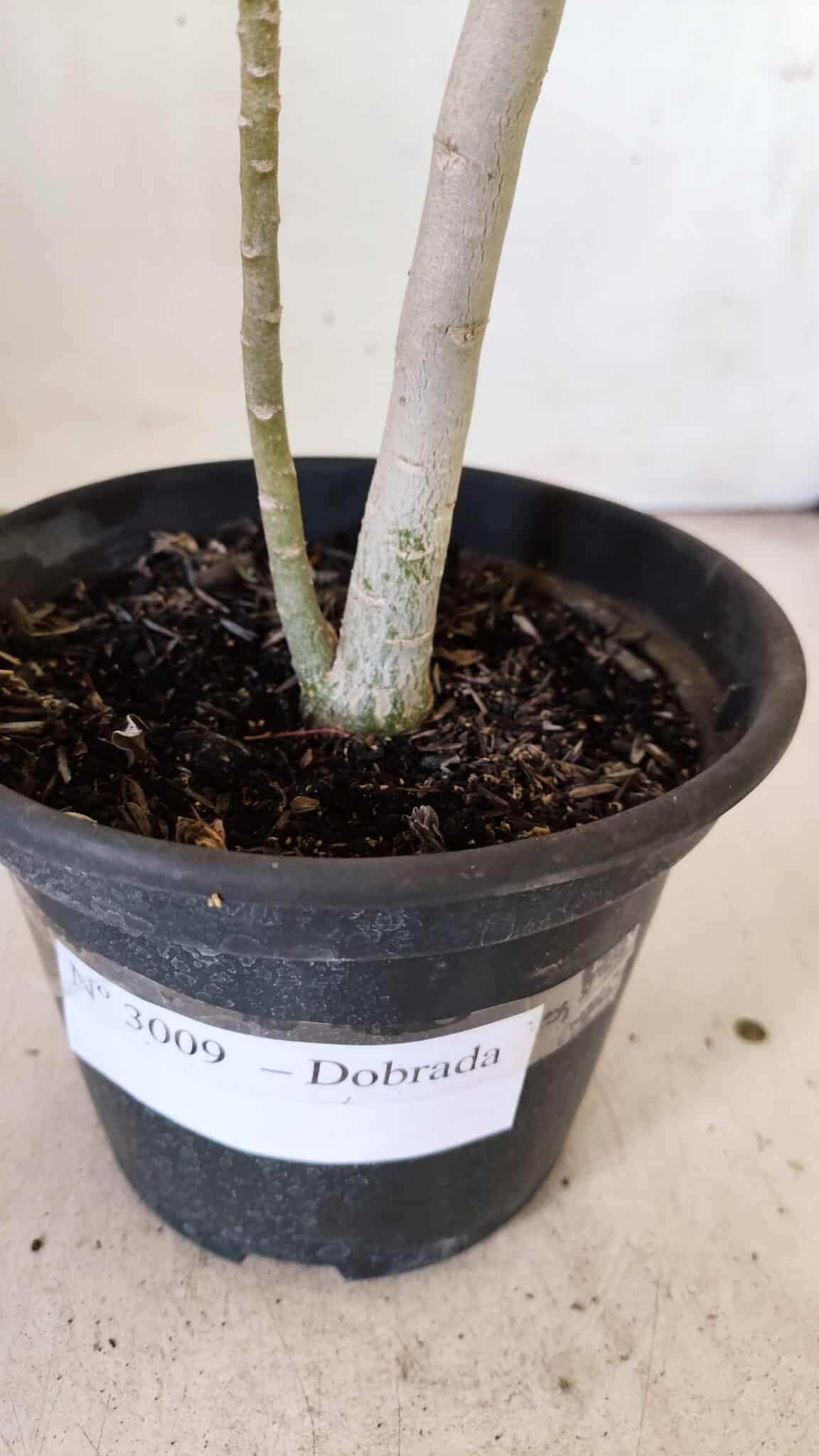 Planta Dobrada 3009 – 30cm – 02 anos