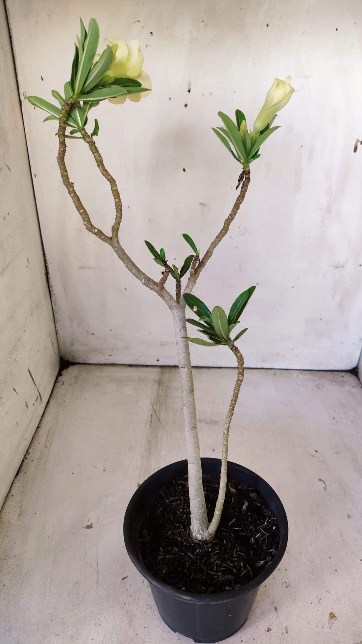 Planta Dobrada 3009 – 30cm – 02 anos