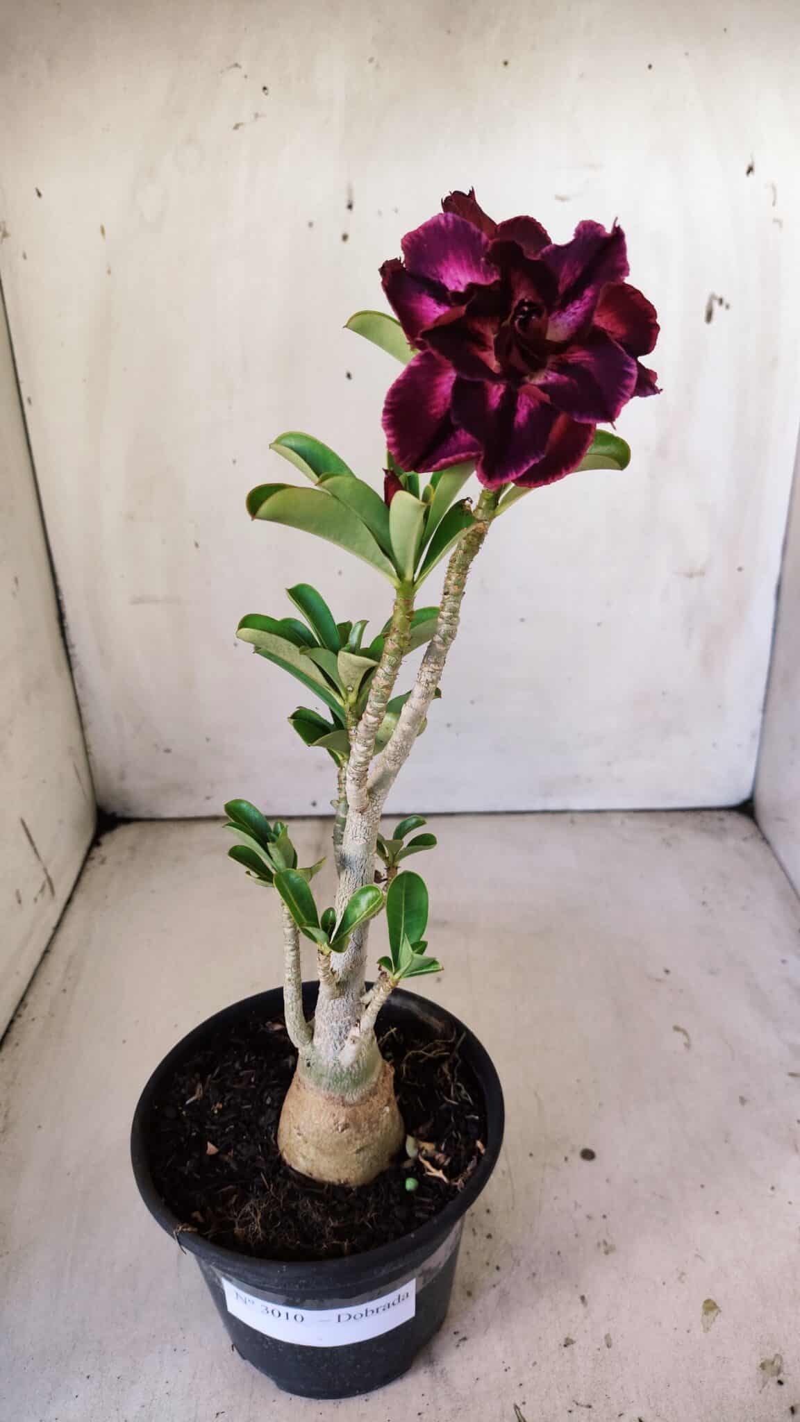 Planta Dobrada 3010 – 30cm – 02 anos