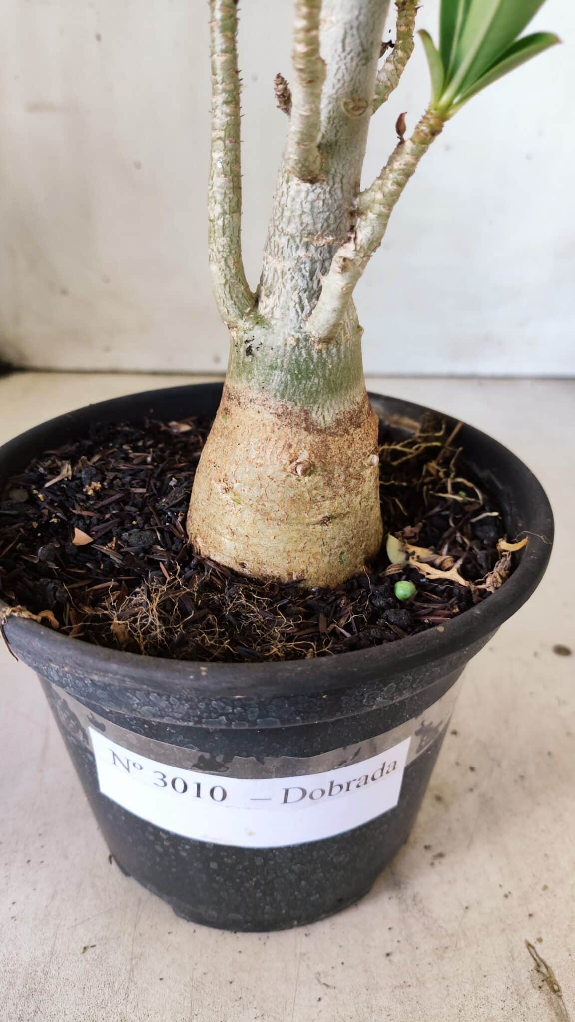 Planta Dobrada 3010 – 30cm – 02 anos