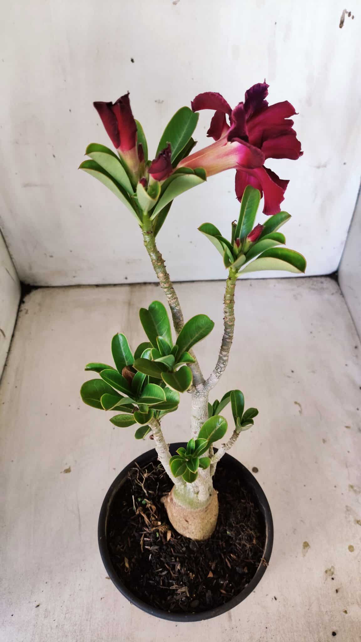 Planta Dobrada 3010 – 30cm – 02 anos