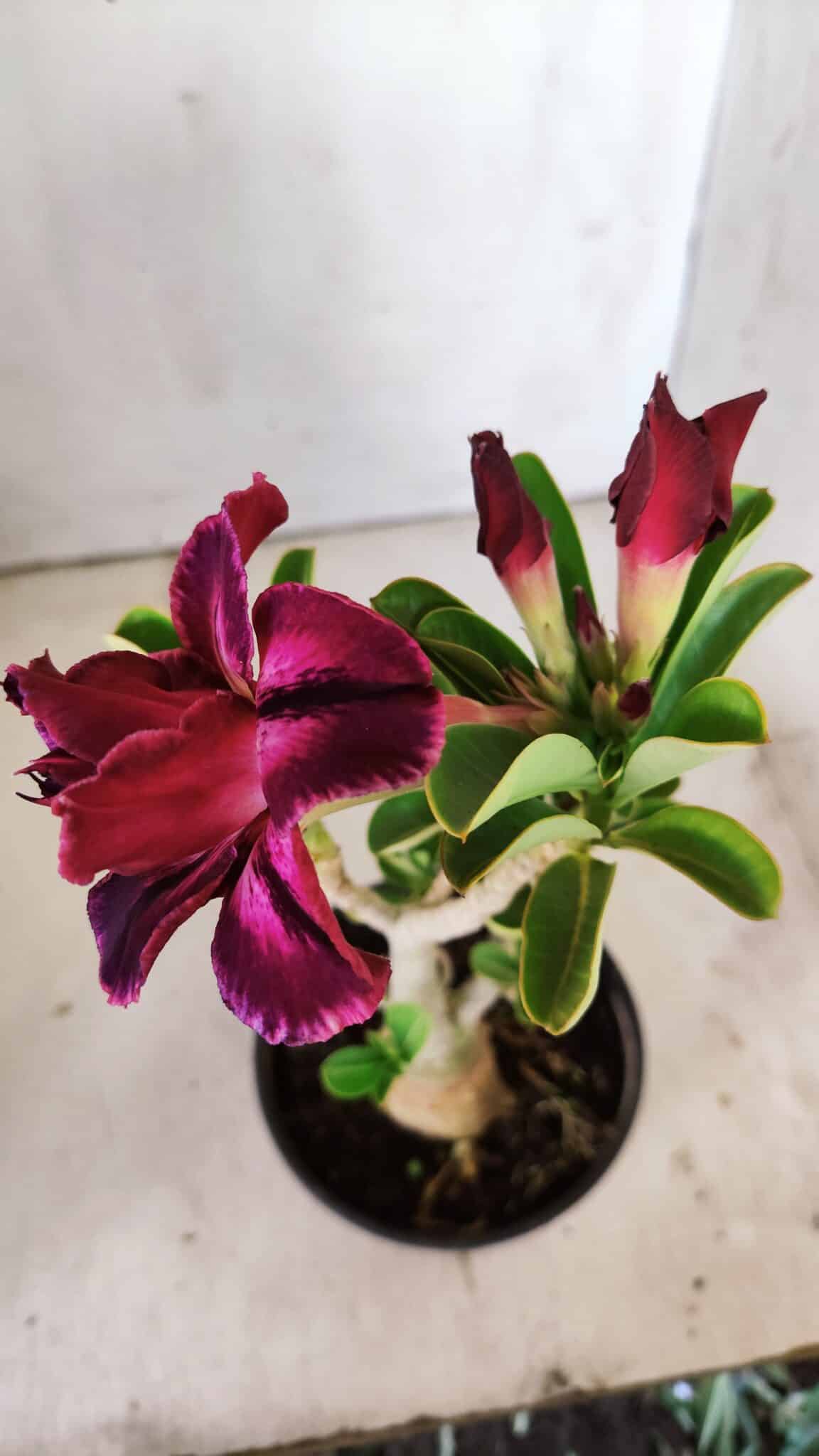 Planta Dobrada 3010 – 30cm – 02 anos