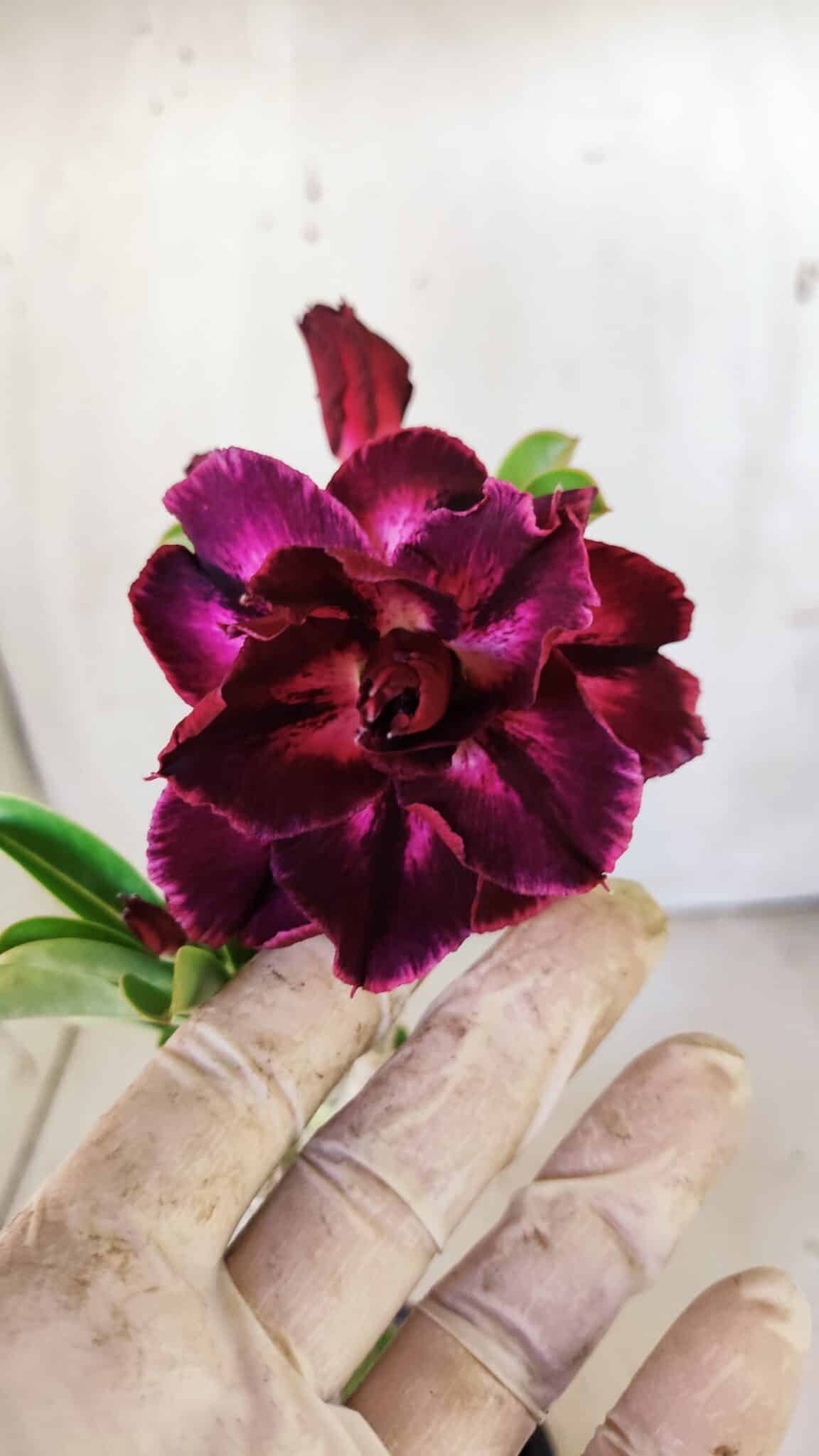 Planta Dobrada 3010 – 30cm – 02 anos