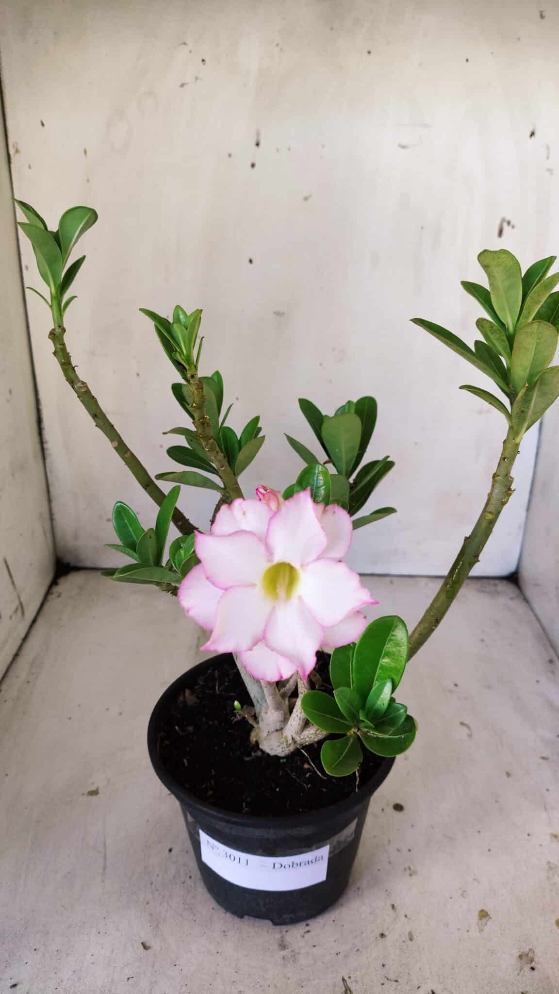 Planta Dobrada 3011 – 30cm – 02 anos