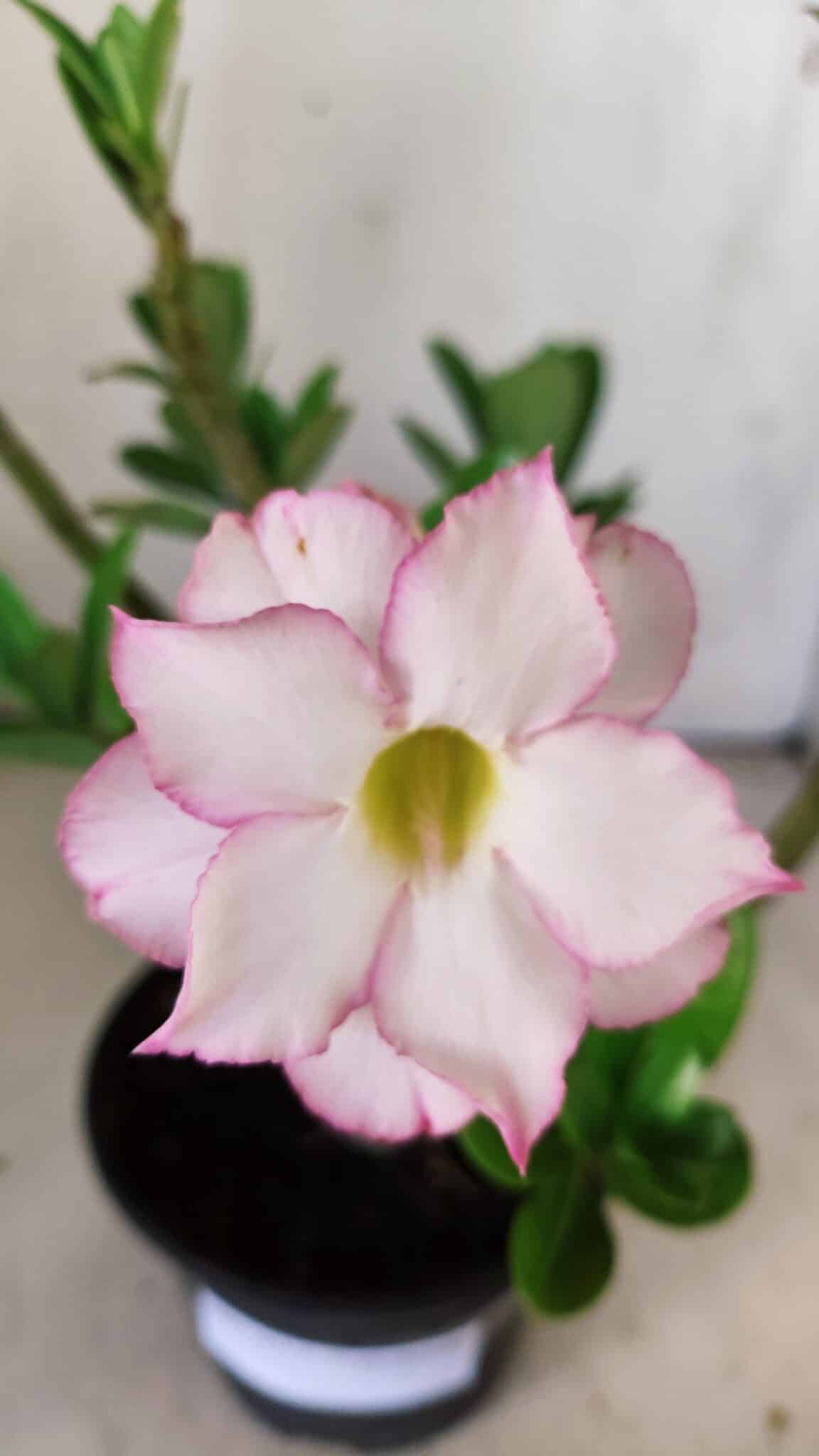 Planta Dobrada 3011 – 30cm – 02 anos