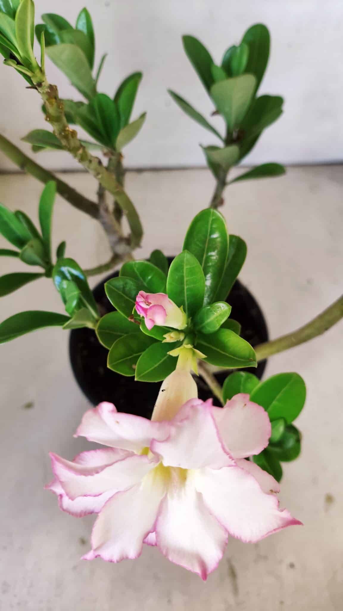 Planta Dobrada 3011 – 30cm – 02 anos