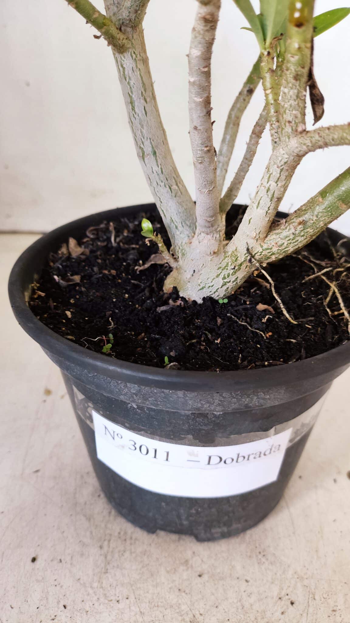 Planta Dobrada 3011 – 30cm – 02 anos
