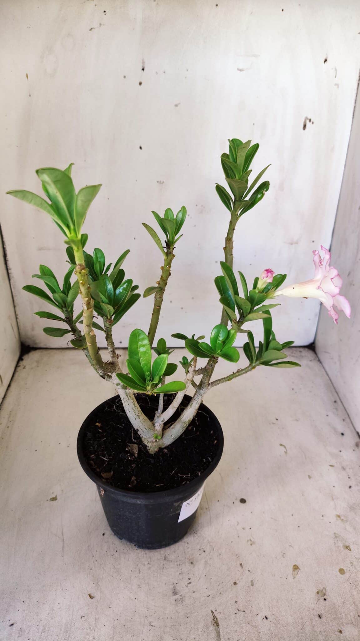Planta Dobrada 3011 – 30cm – 02 anos