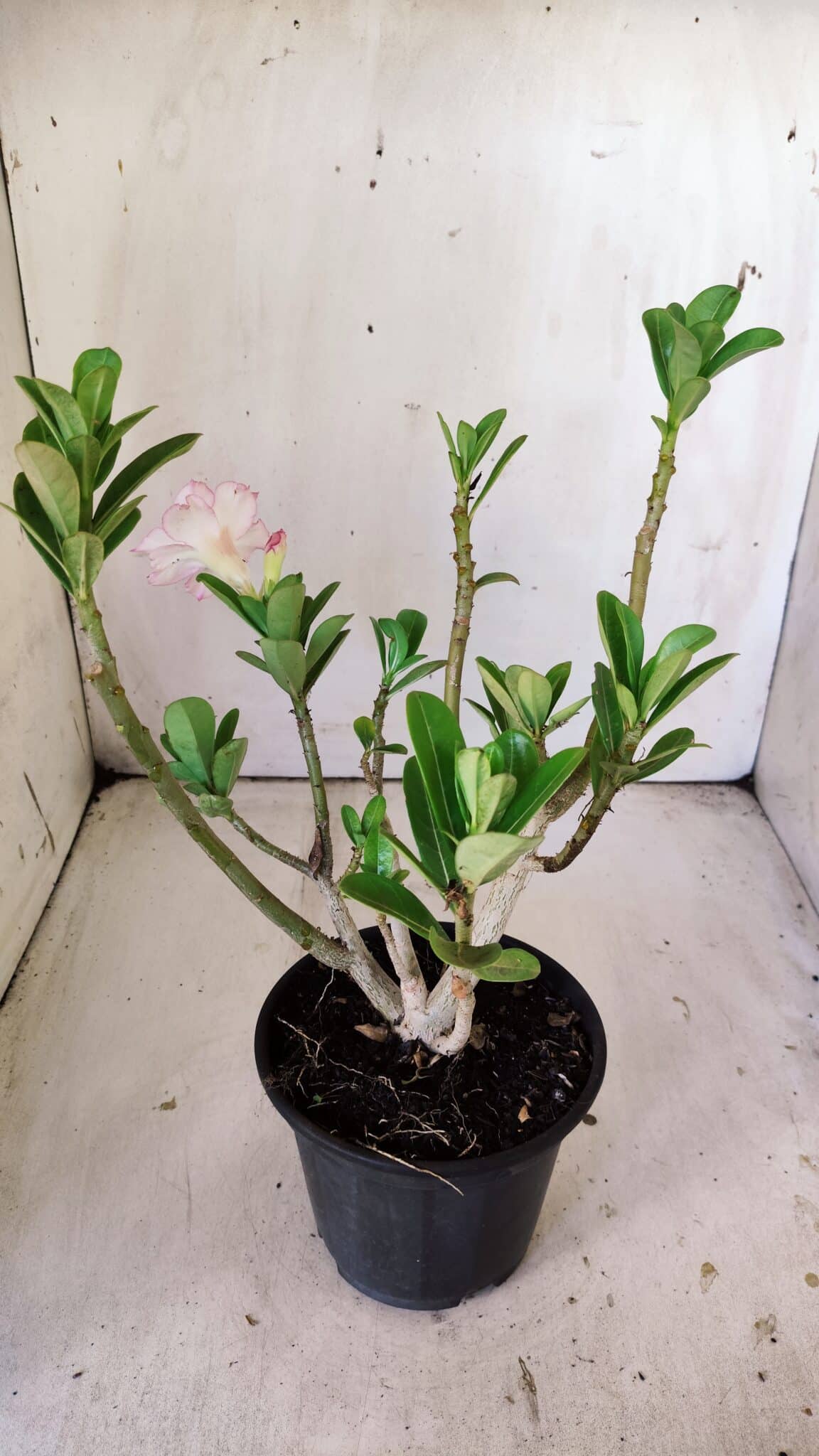 Planta Dobrada 3011 – 30cm – 02 anos