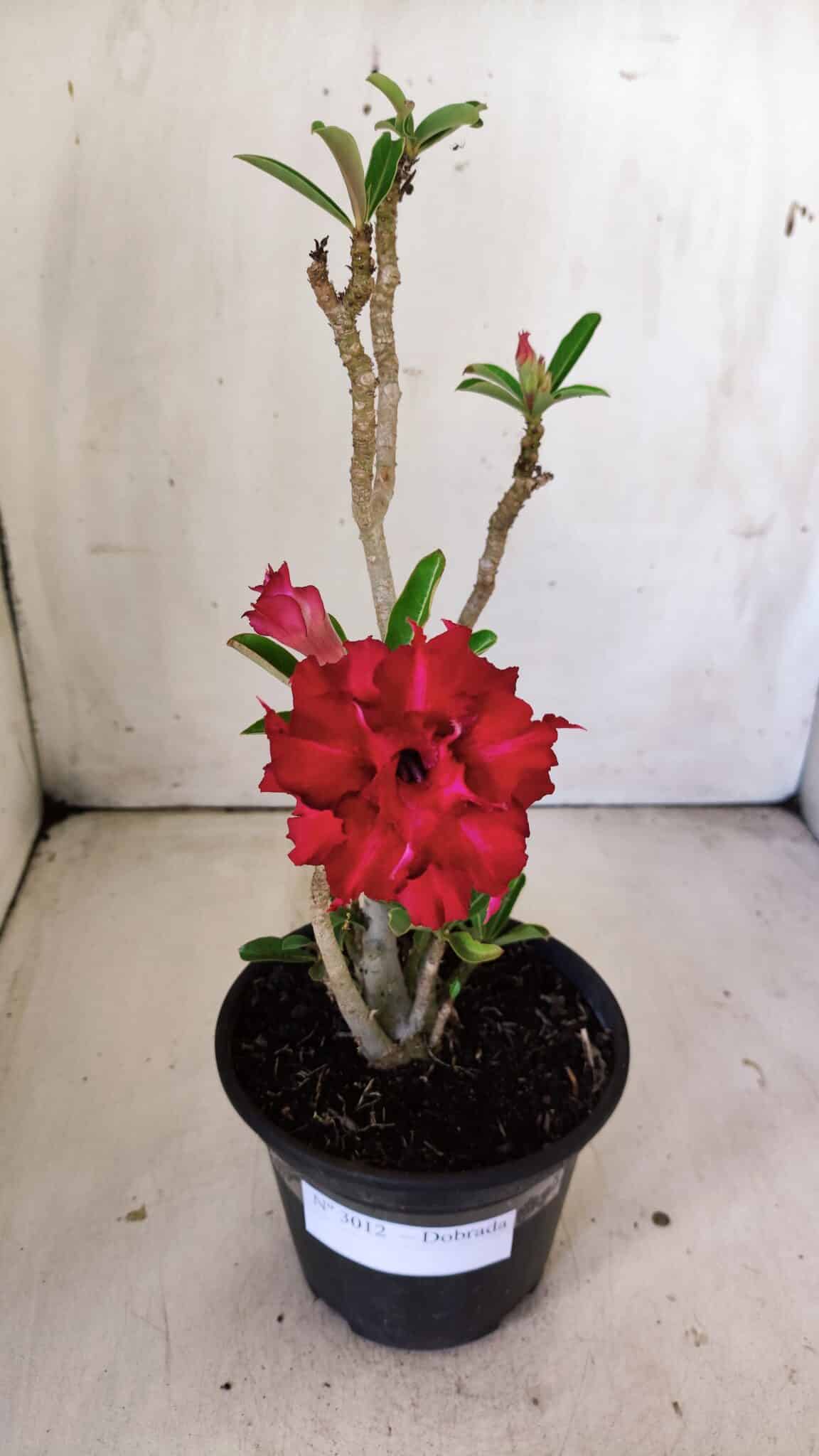 Planta Dobrada 3012 – 30cm – 02 anos