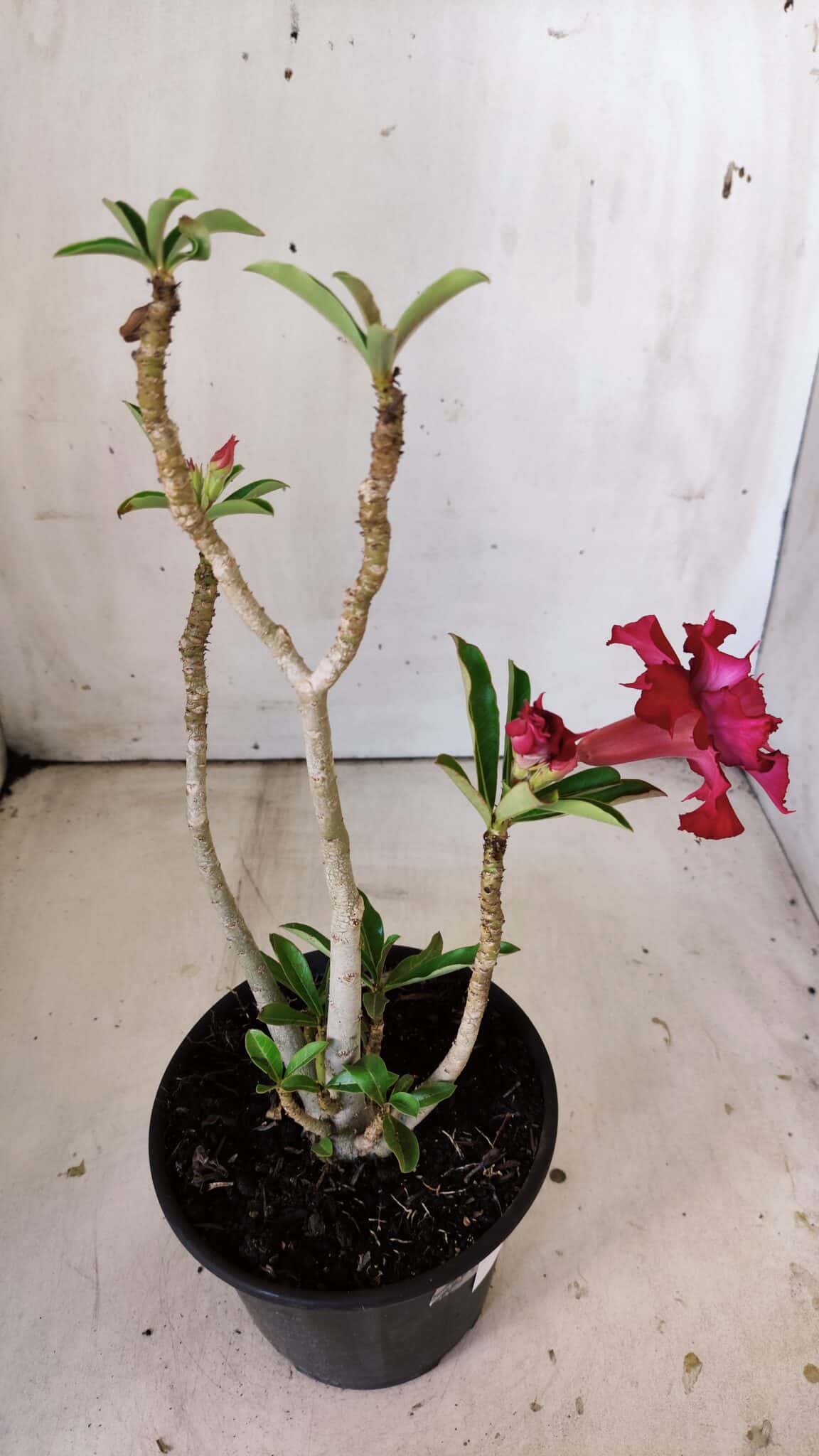 Planta Dobrada 3012 – 30cm – 02 anos