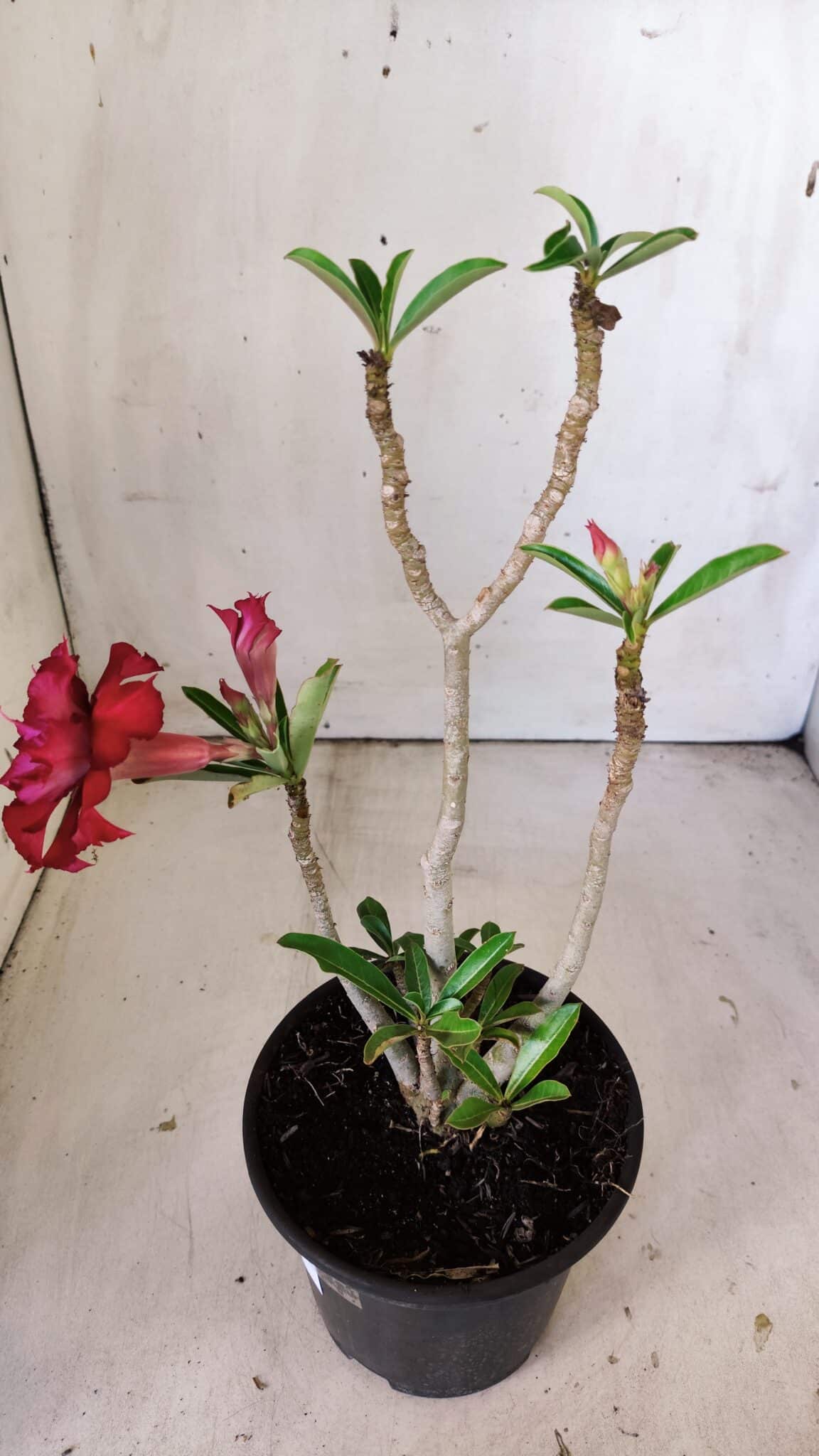 Planta Dobrada 3012 – 30cm – 02 anos