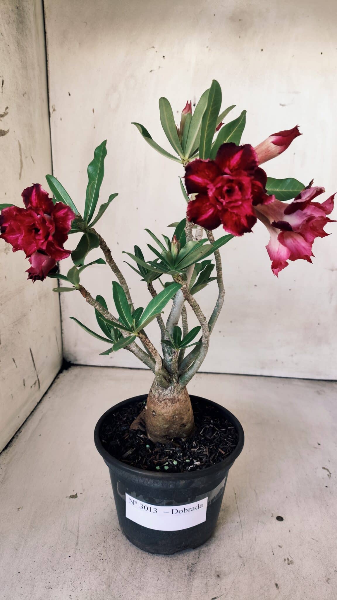 Planta Dobrada 3013 – 30cm – 02 anos