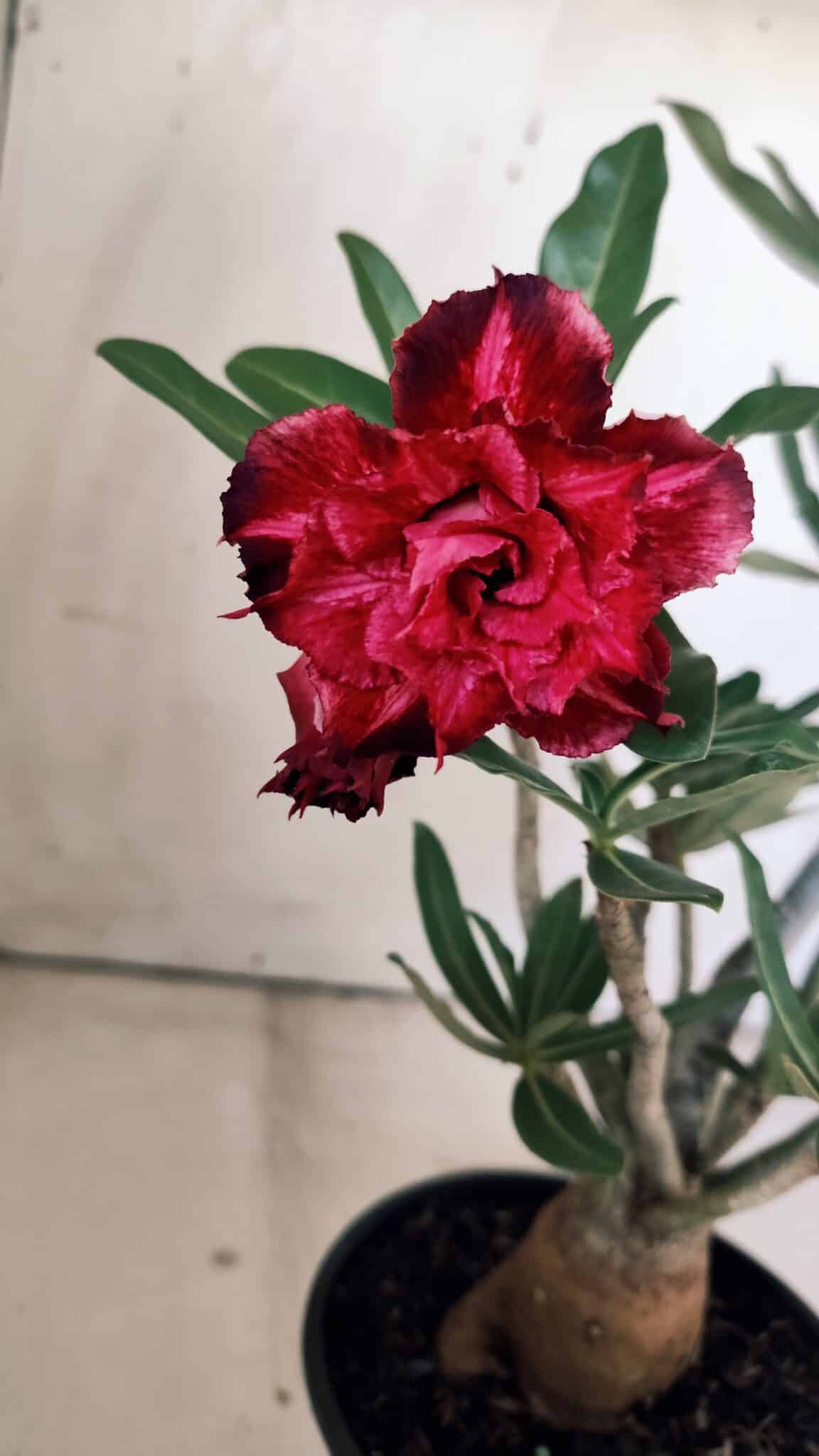 Planta Dobrada 3013 – 30cm – 02 anos