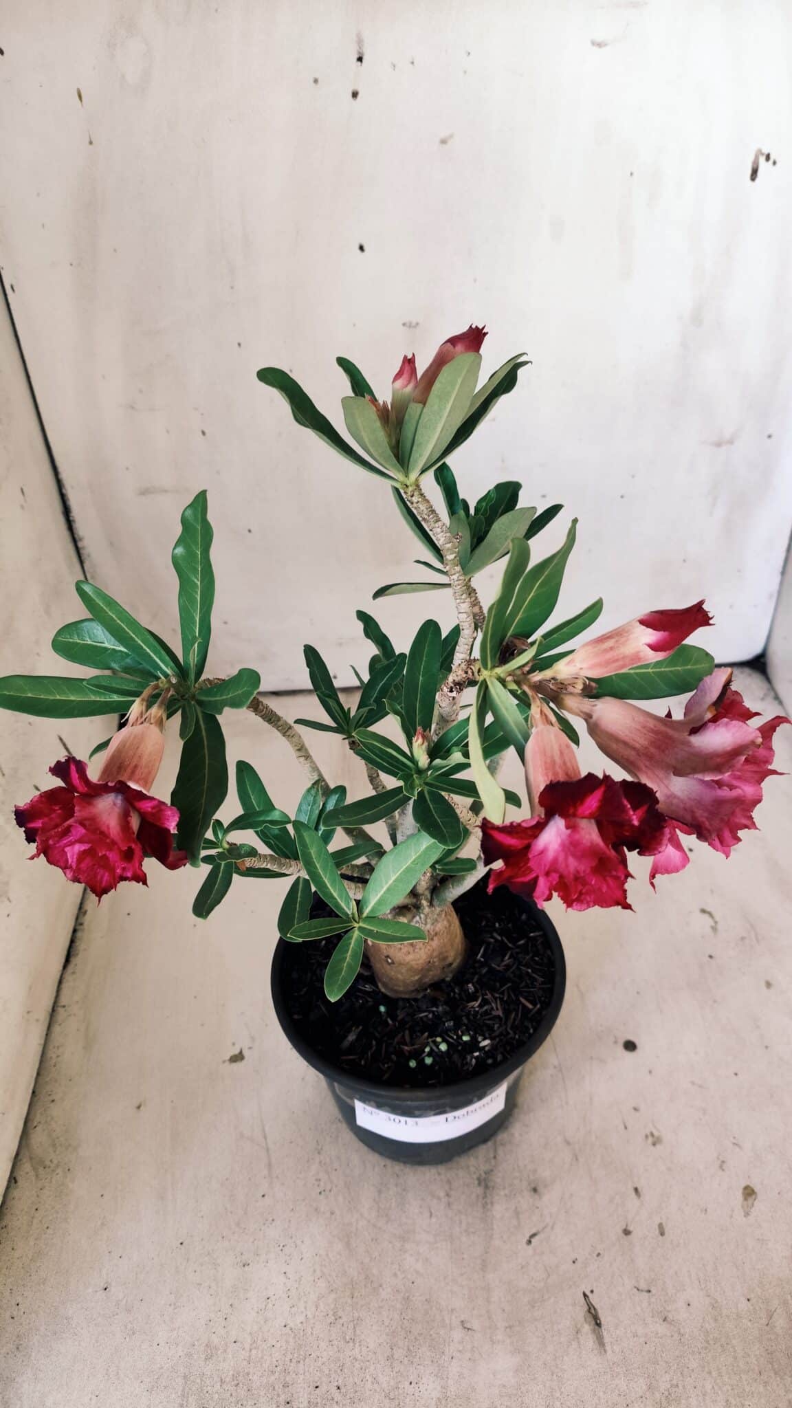 Planta Dobrada 3013 – 30cm – 02 anos