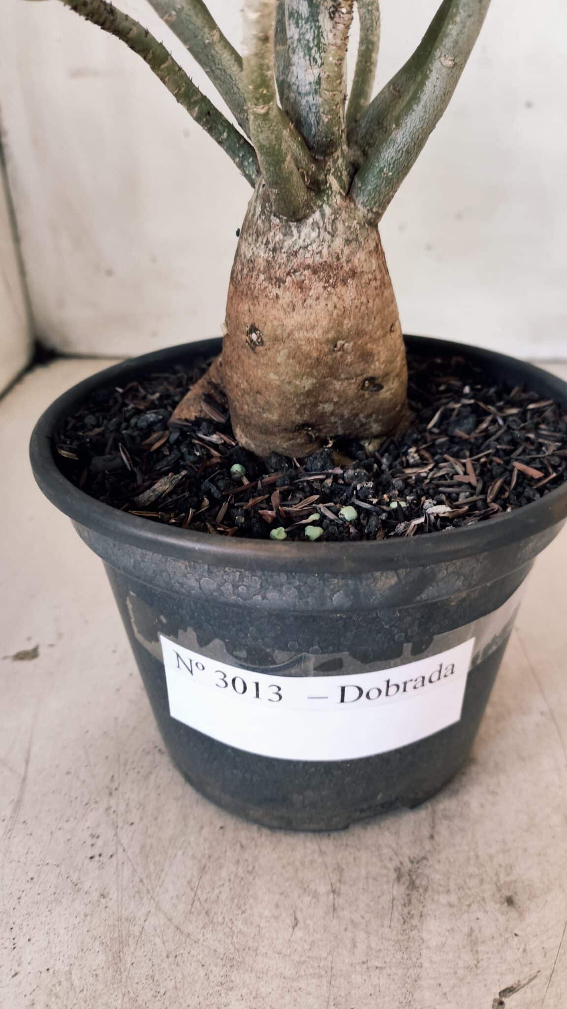 Planta Dobrada 3013 – 30cm – 02 anos