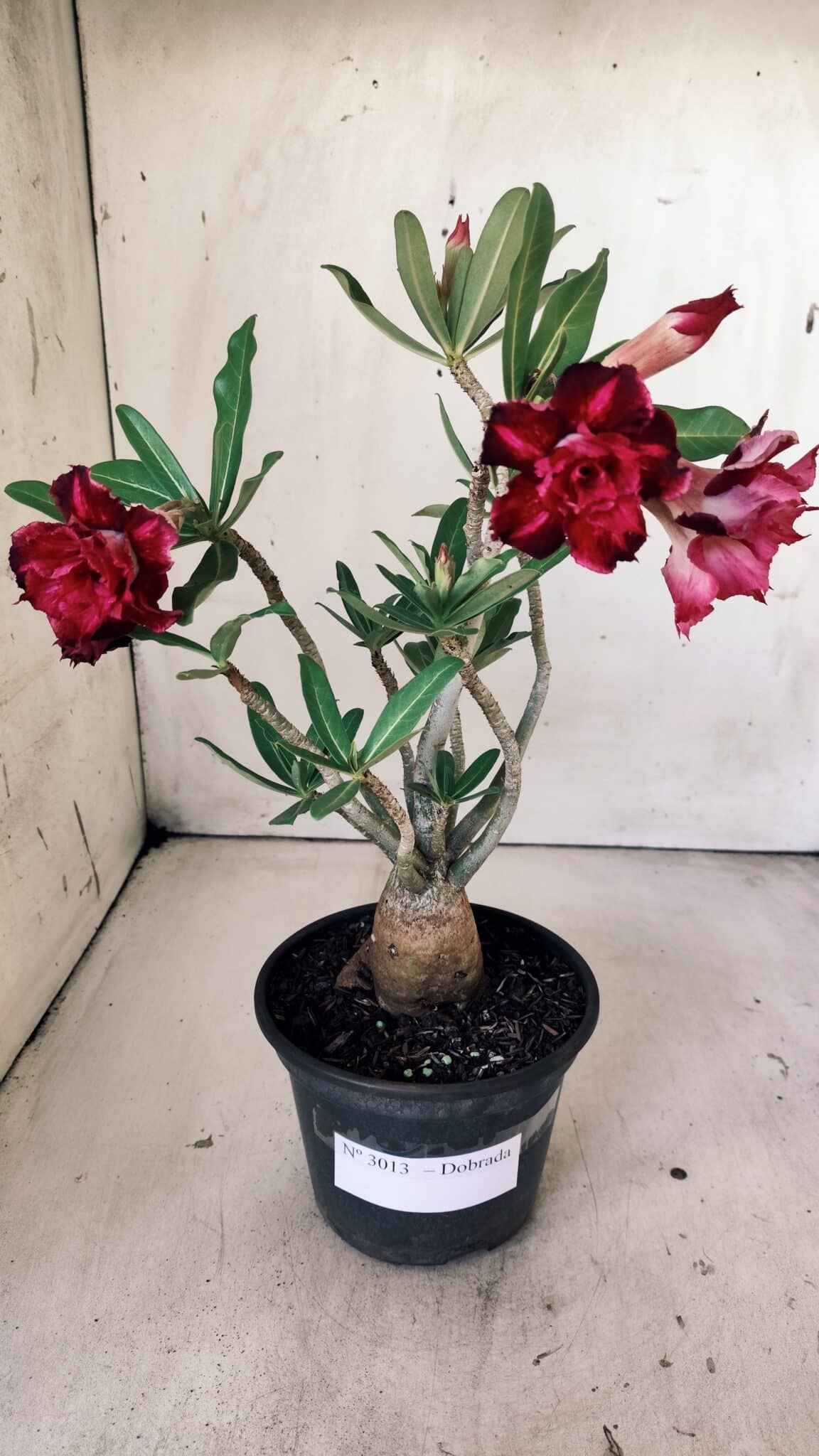 Planta Dobrada 3013 – 30cm – 02 anos