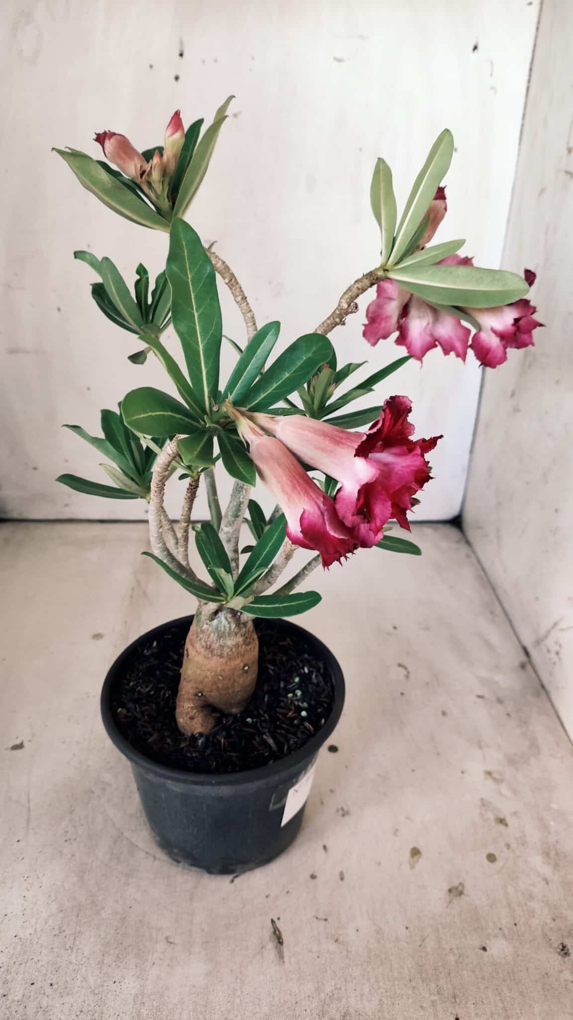 Planta Dobrada 3013 – 30cm – 02 anos