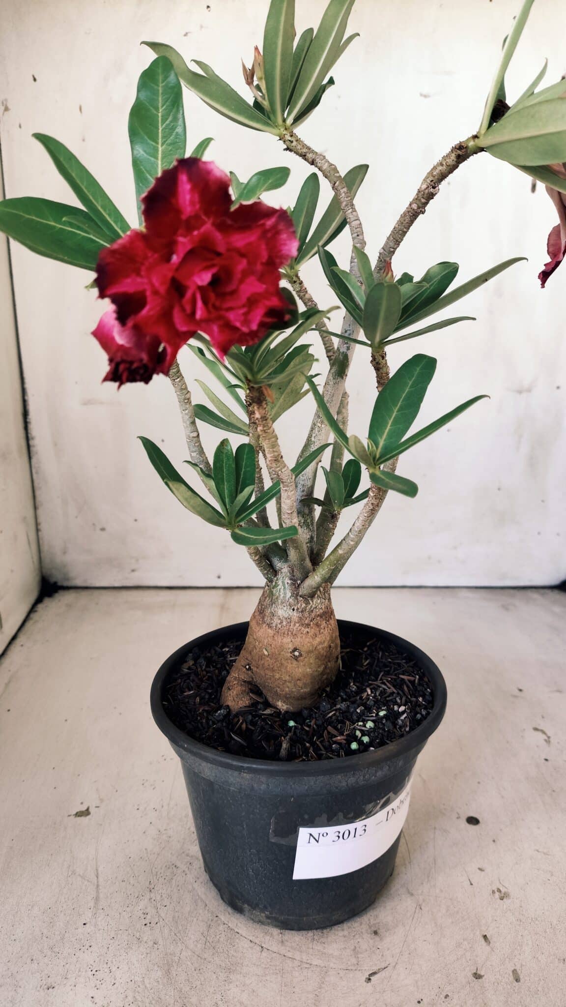 Planta Dobrada 3013 – 30cm – 02 anos