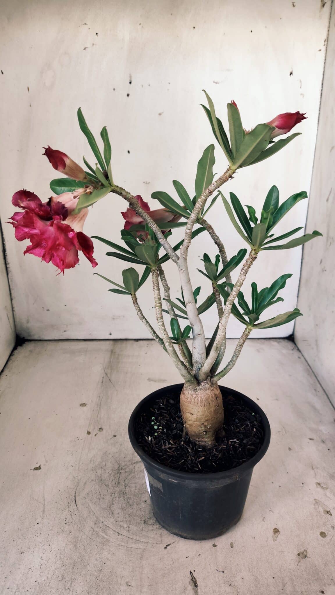 Planta Dobrada 3013 – 30cm – 02 anos