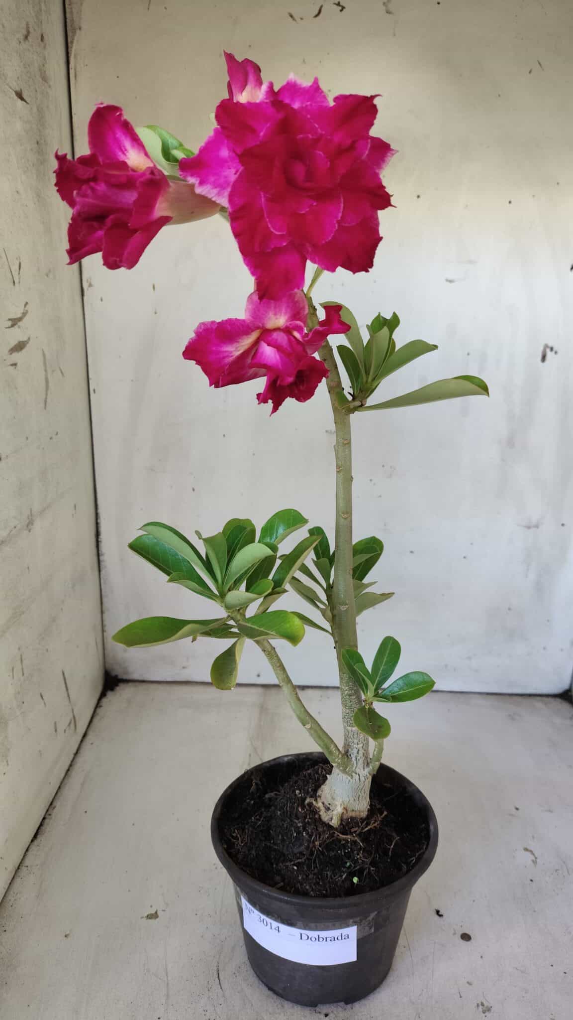 Planta Dobrada 3014 – 35cm – 03 anos