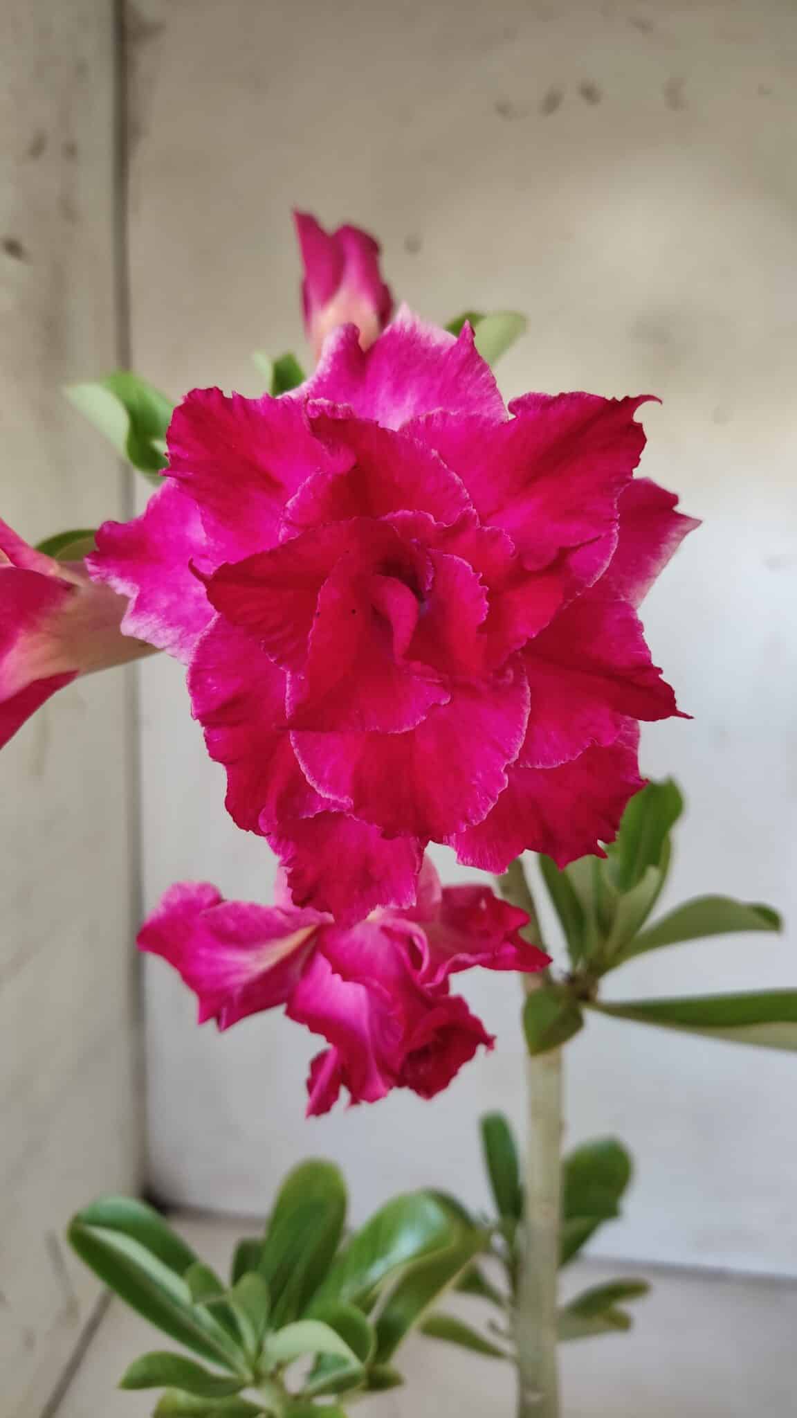 Planta Dobrada 3014 – 35cm – 03 anos