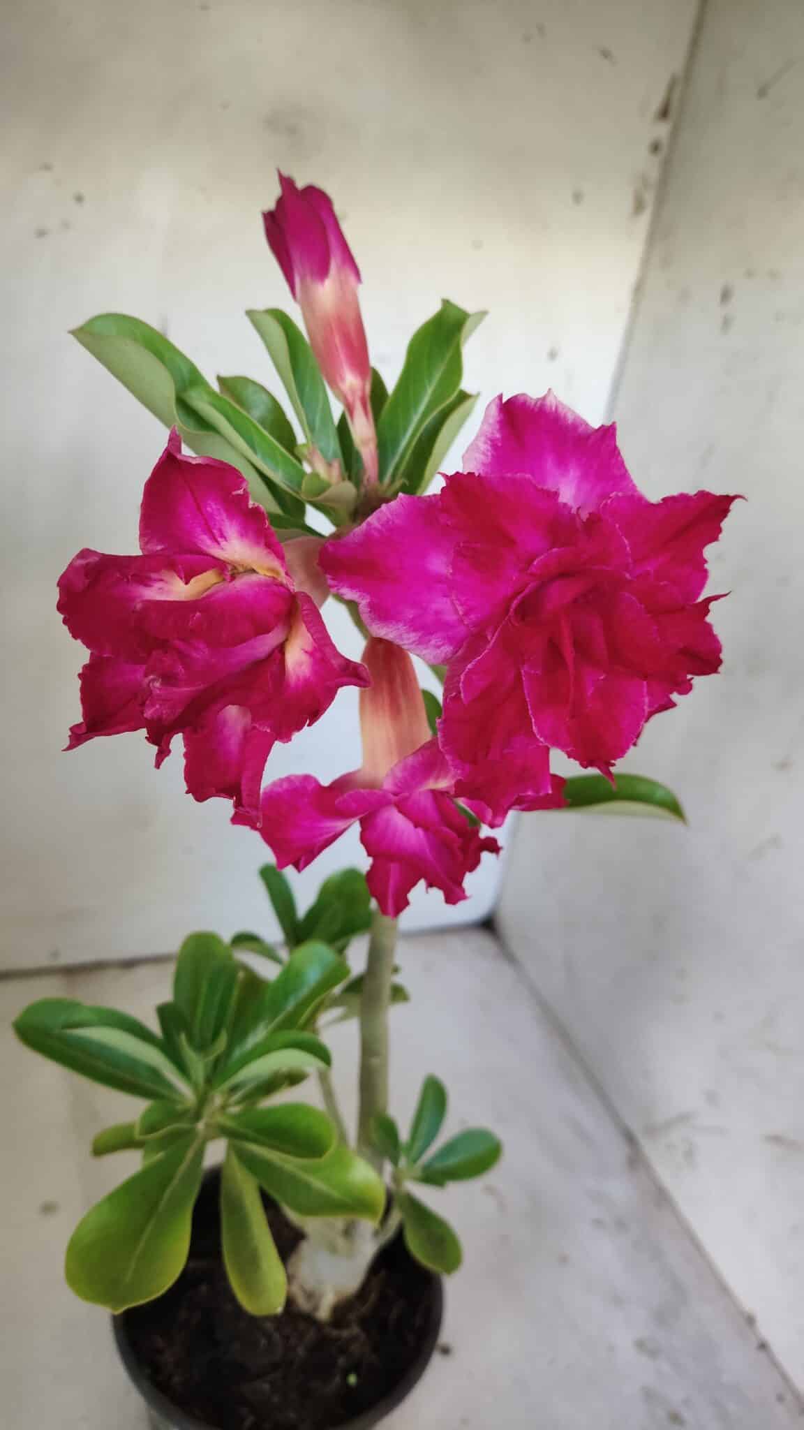 Planta Dobrada 3014 – 35cm – 03 anos