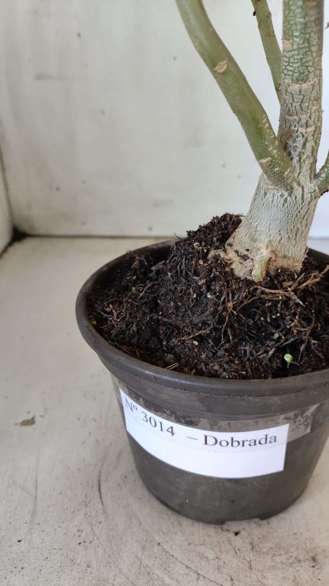 Planta Dobrada 3014 – 35cm – 03 anos