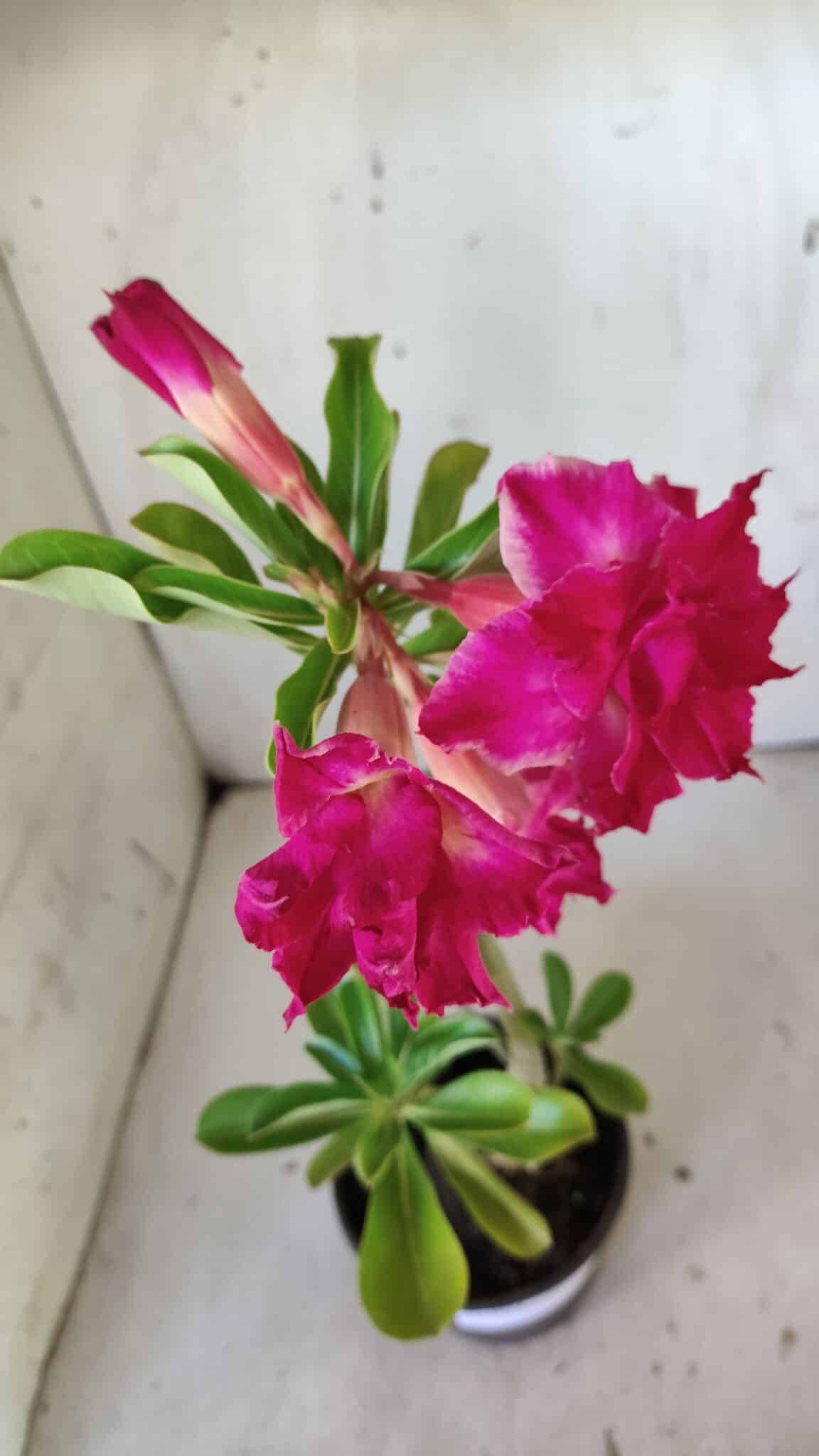 Planta Dobrada 3014 – 35cm – 03 anos