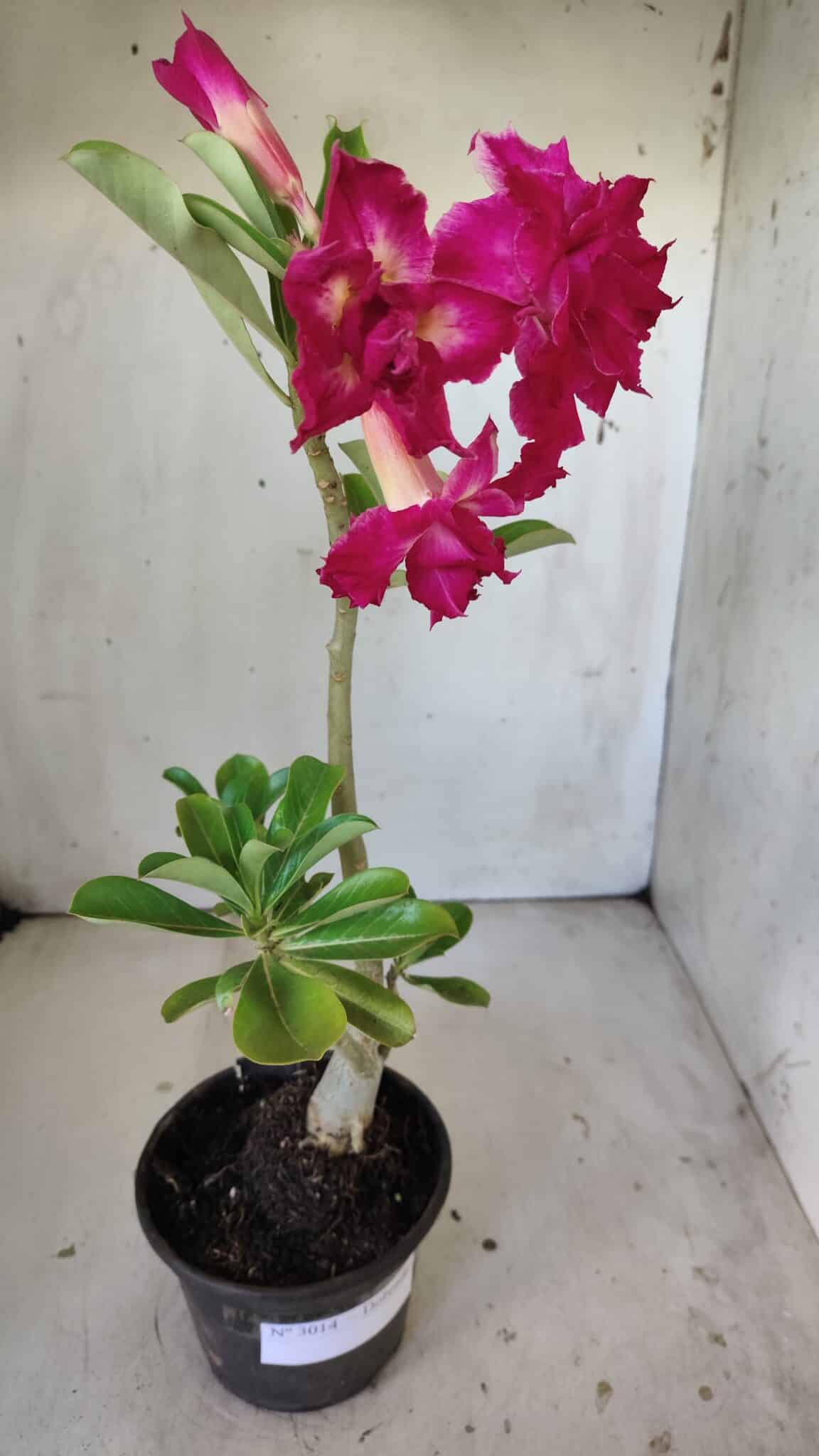 Planta Dobrada 3014 – 35cm – 03 anos