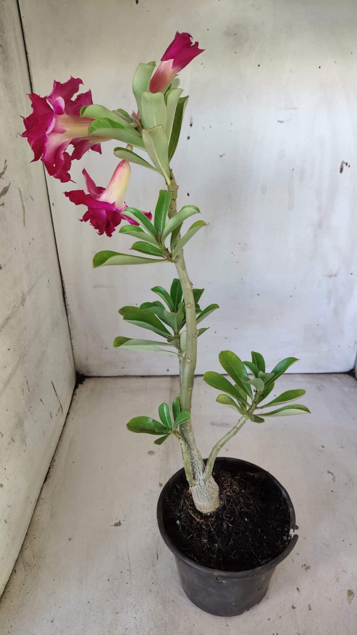 Planta Dobrada 3014 – 35cm – 03 anos