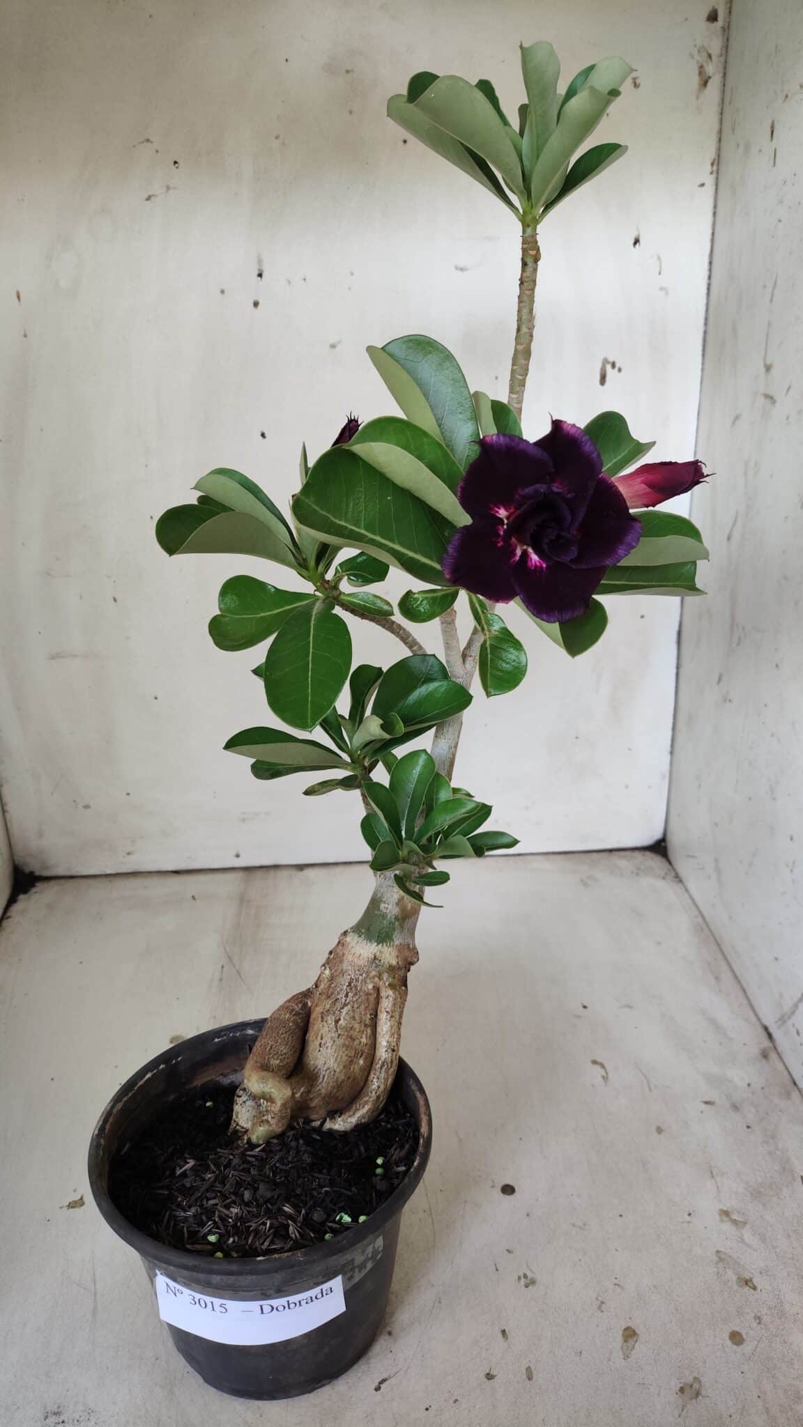 Planta Dobrada 3015 – 35cm – 03 anos