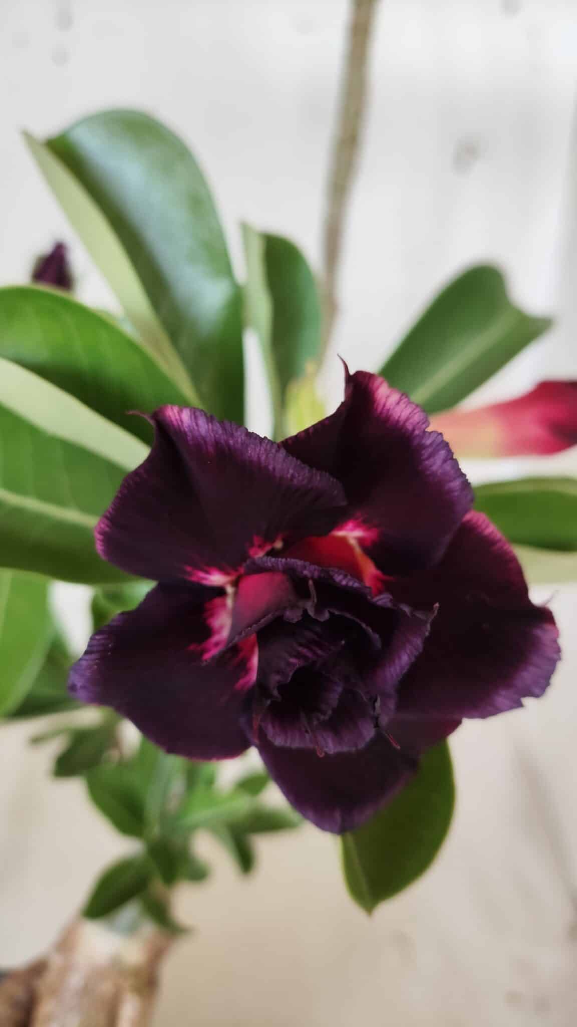 Planta Dobrada 3015 – 35cm – 03 anos