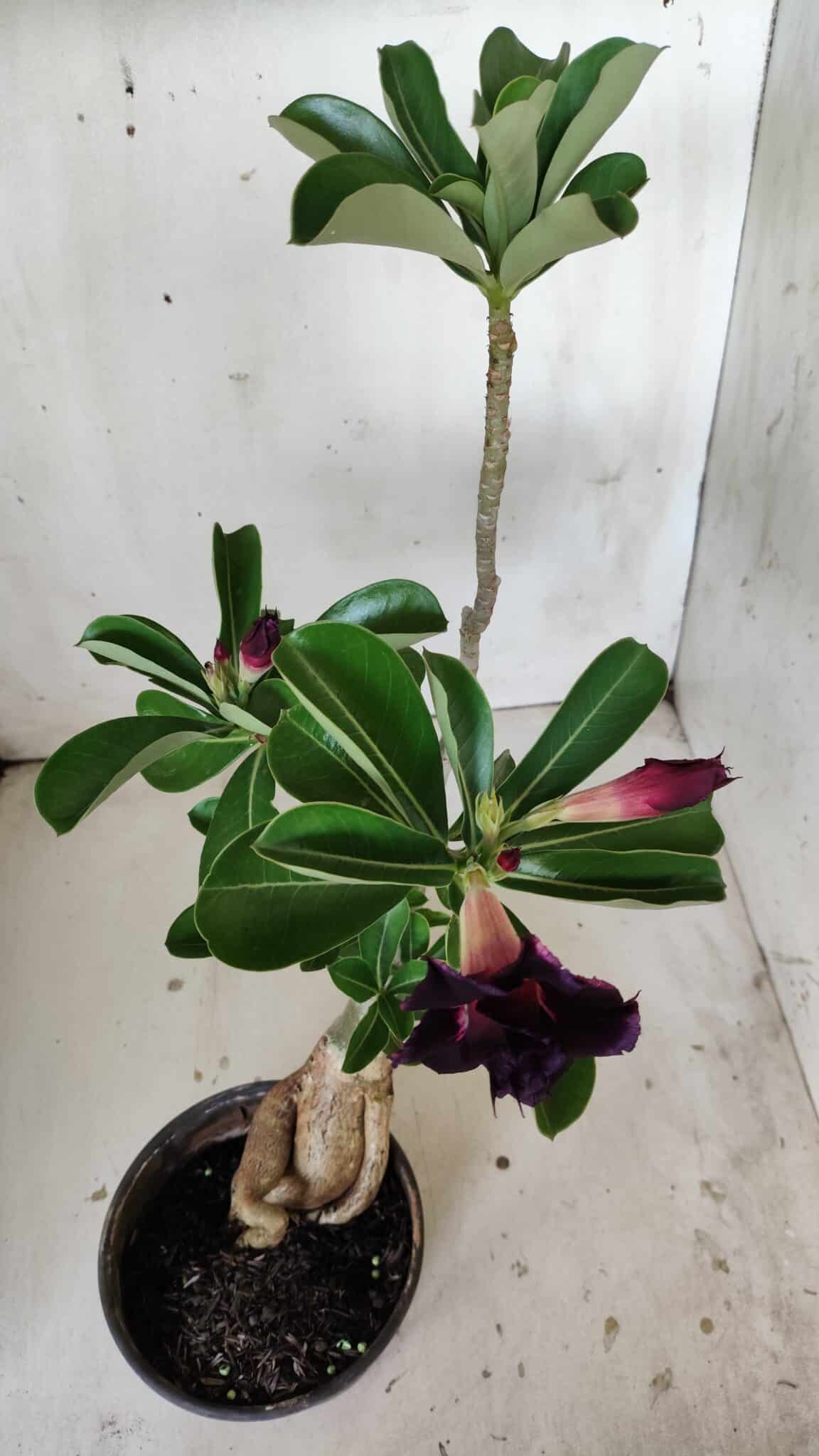 Planta Dobrada 3015 – 35cm – 03 anos