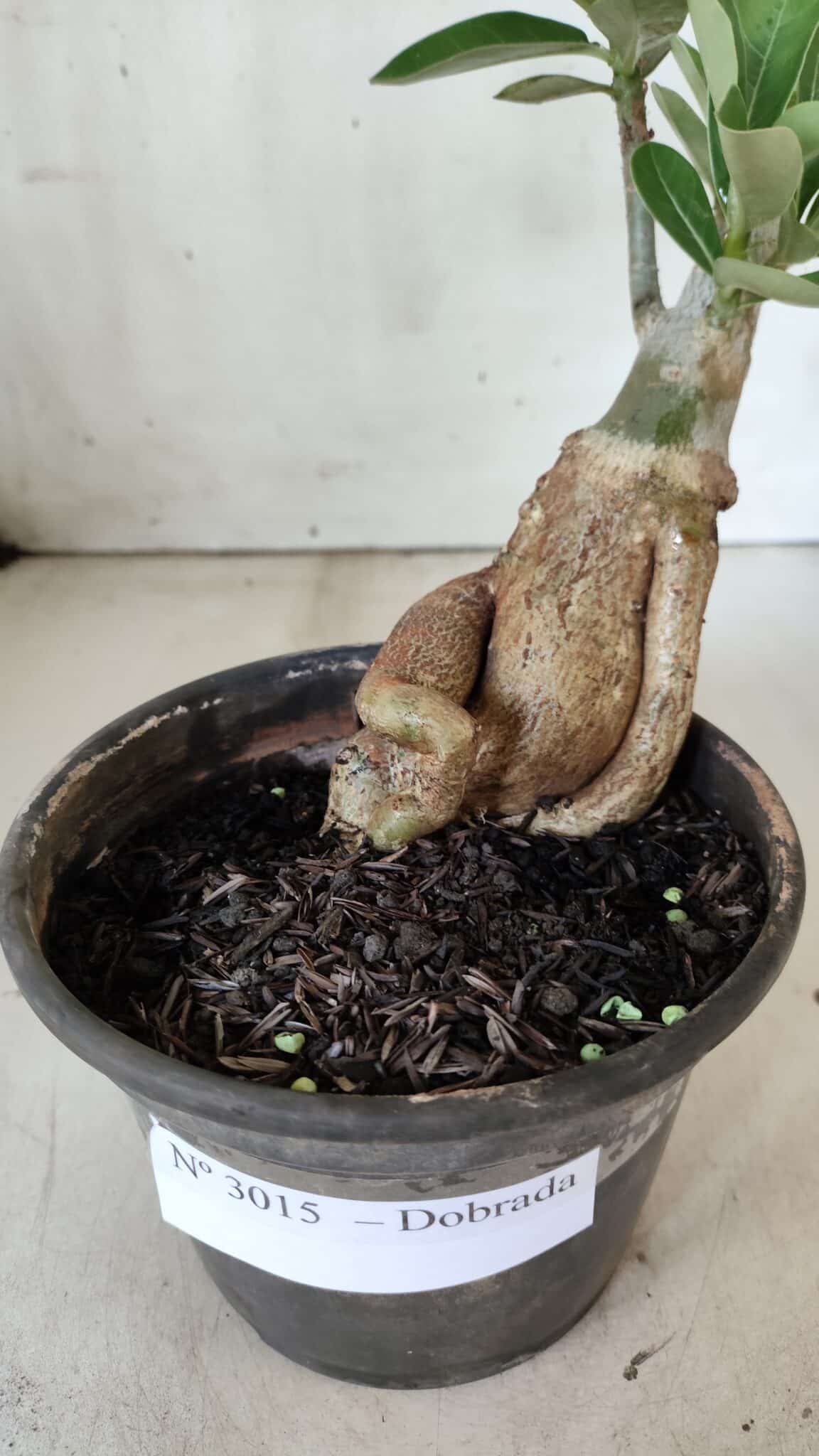 Planta Dobrada 3015 – 35cm – 03 anos