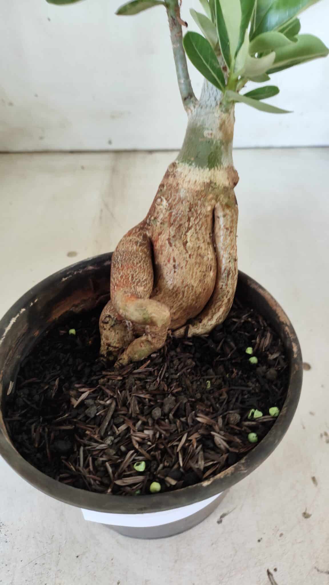Planta Dobrada 3015 – 35cm – 03 anos