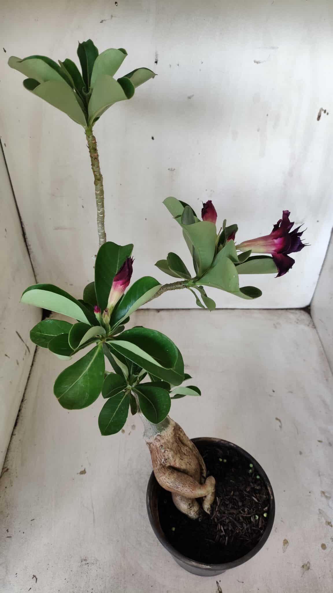 Planta Dobrada 3015 – 35cm – 03 anos