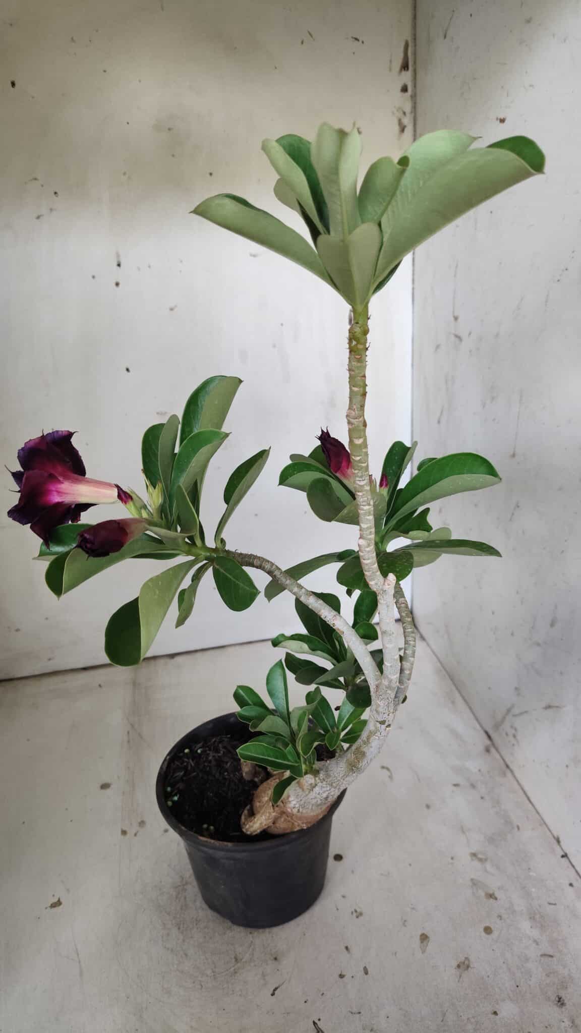 Planta Dobrada 3015 – 35cm – 03 anos