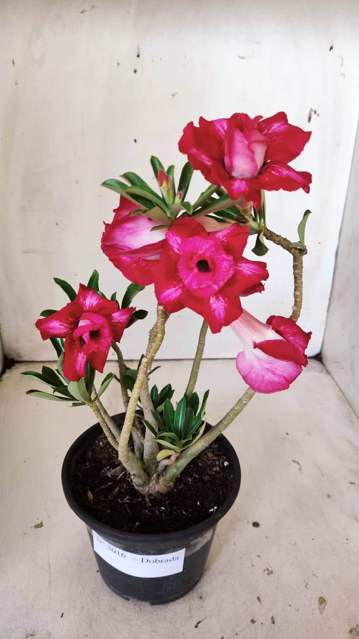 Planta Dobrada 3016 – 30cm – 02 anos