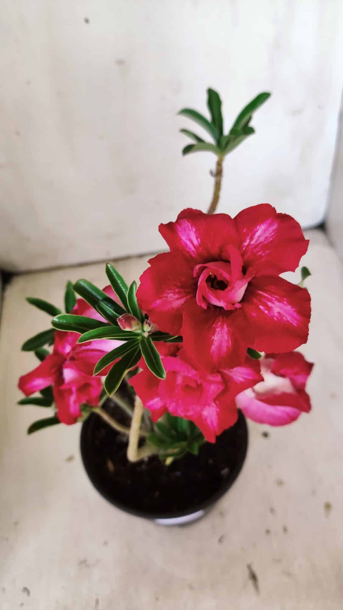 Planta Dobrada 3016 – 30cm – 02 anos