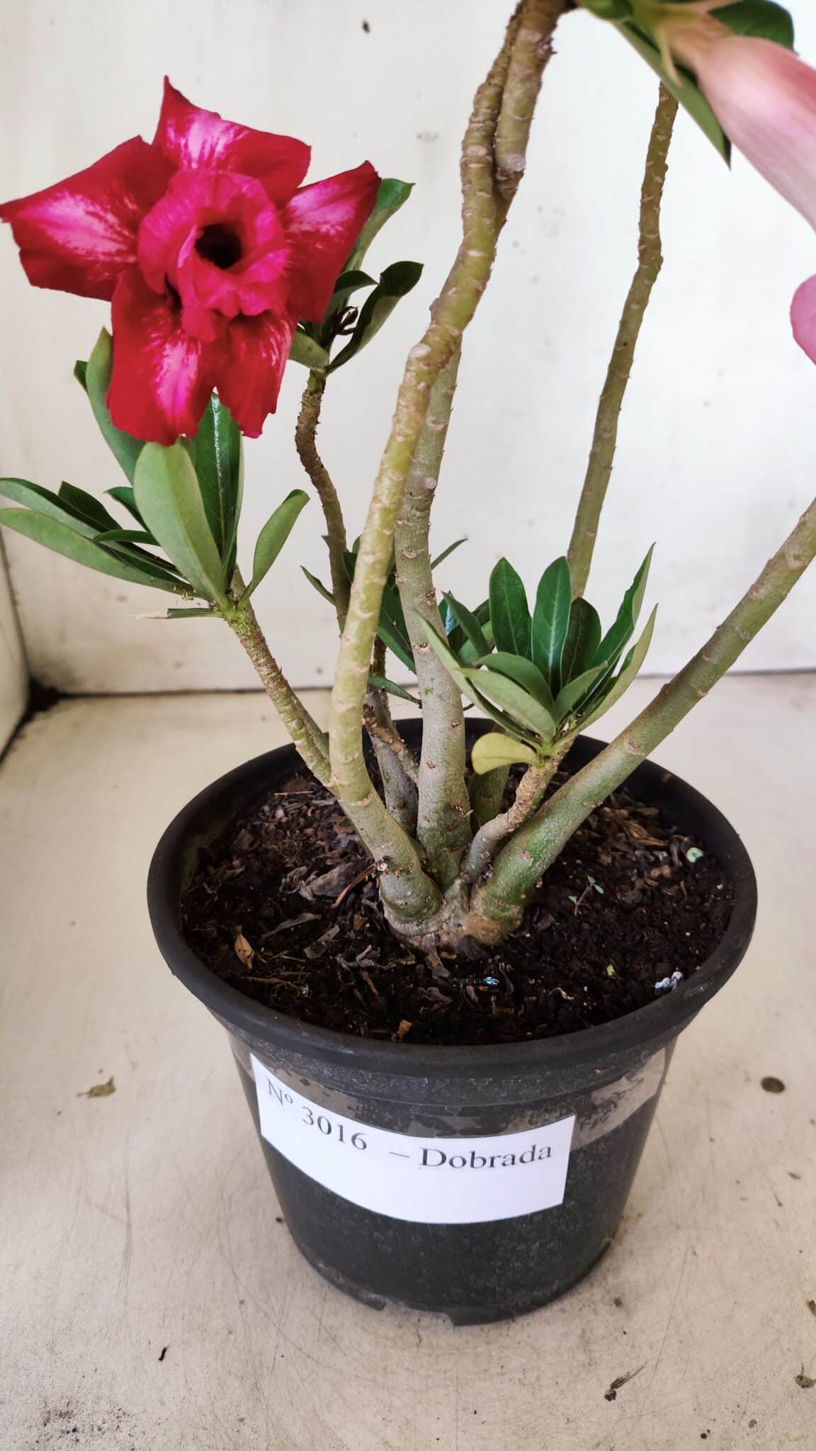 Planta Dobrada 3016 – 30cm – 02 anos